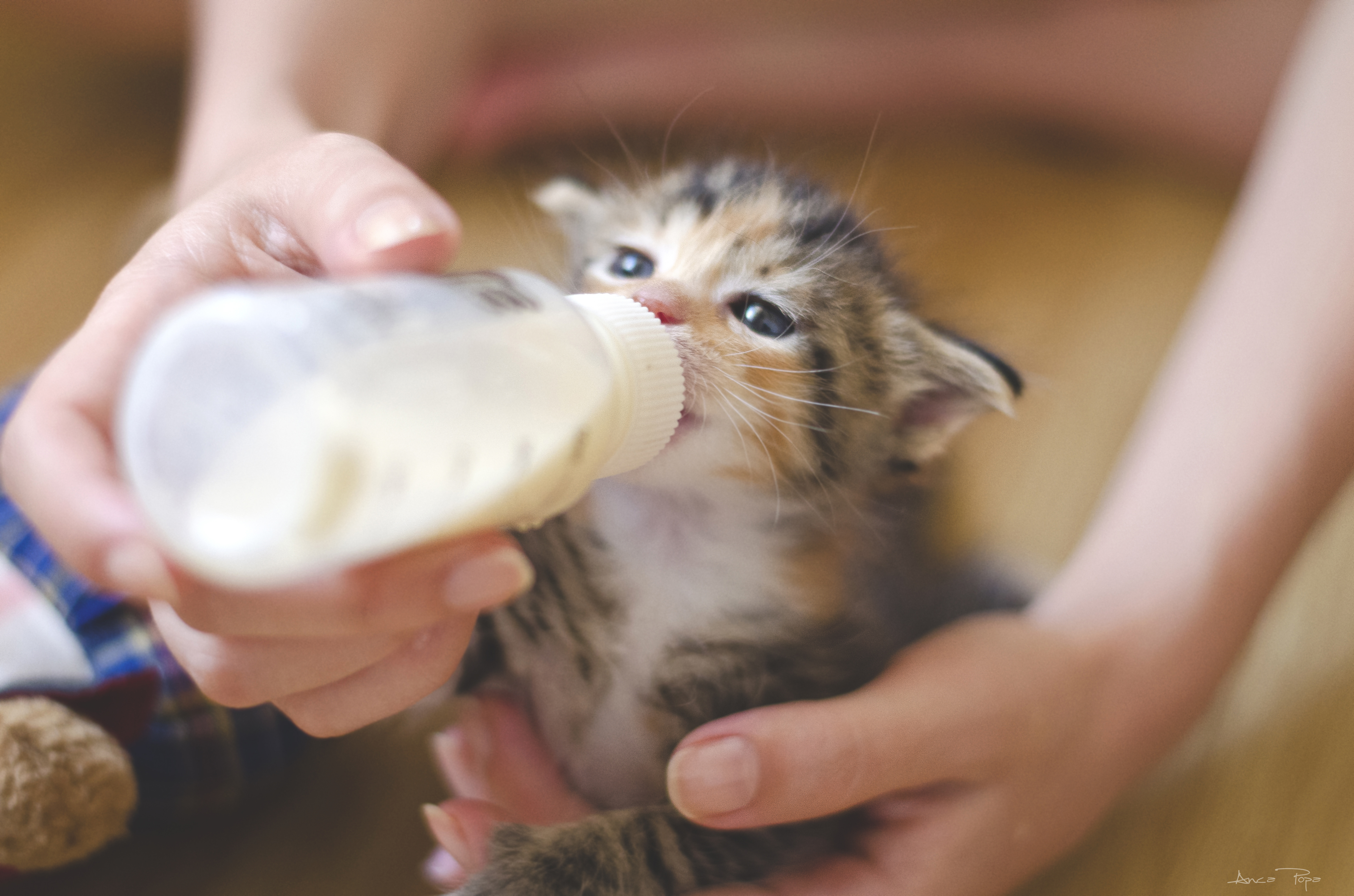 Можно ли котятам воду. Котенок пьет из бутылочки. Котенок пьет молоко. Кошка пьет молоко. Человек кормит кота.