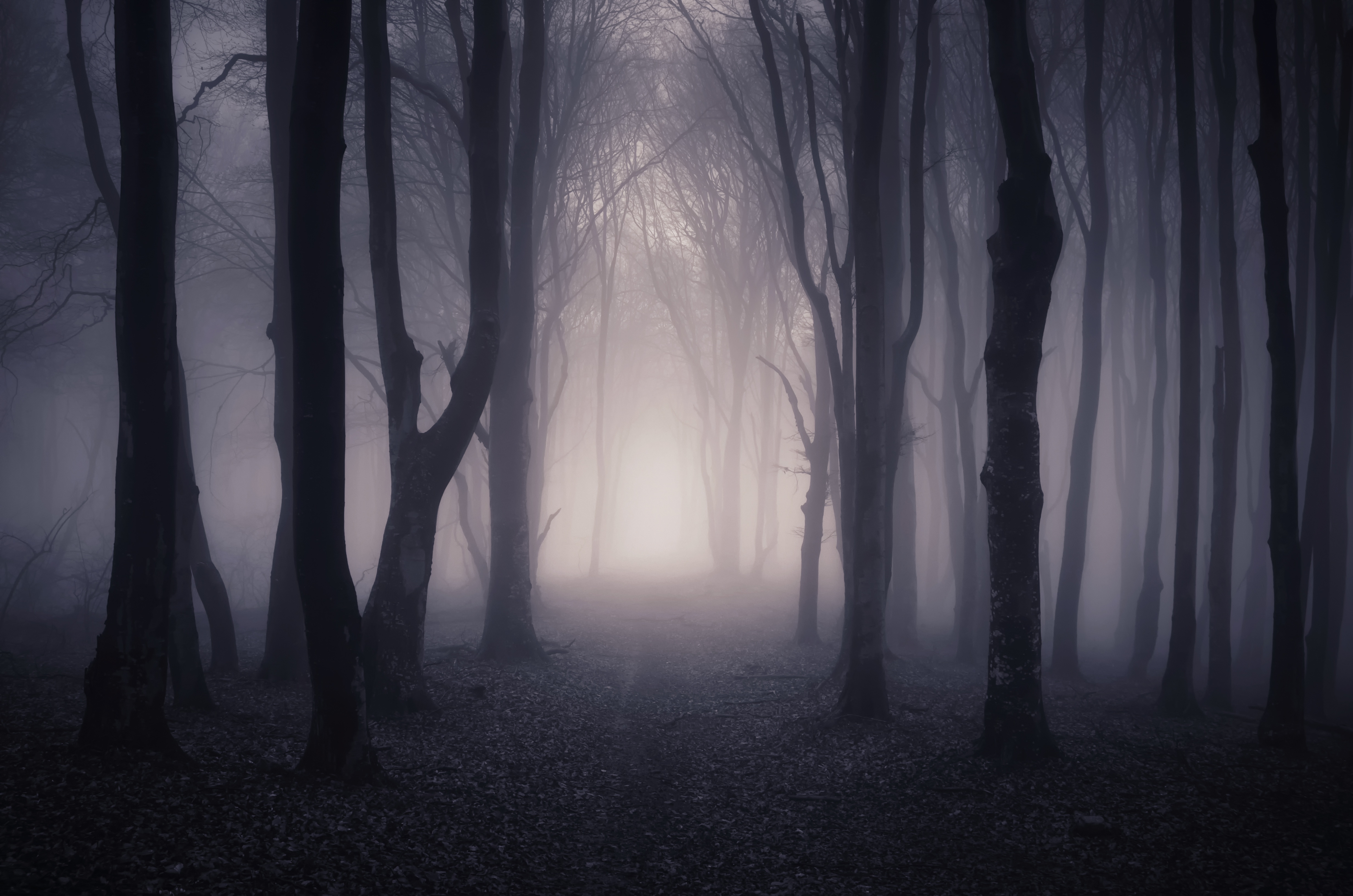 Туман хоррор. Страшный лес. Мрачный лес. Темный лес. Мрачный пейзаж.