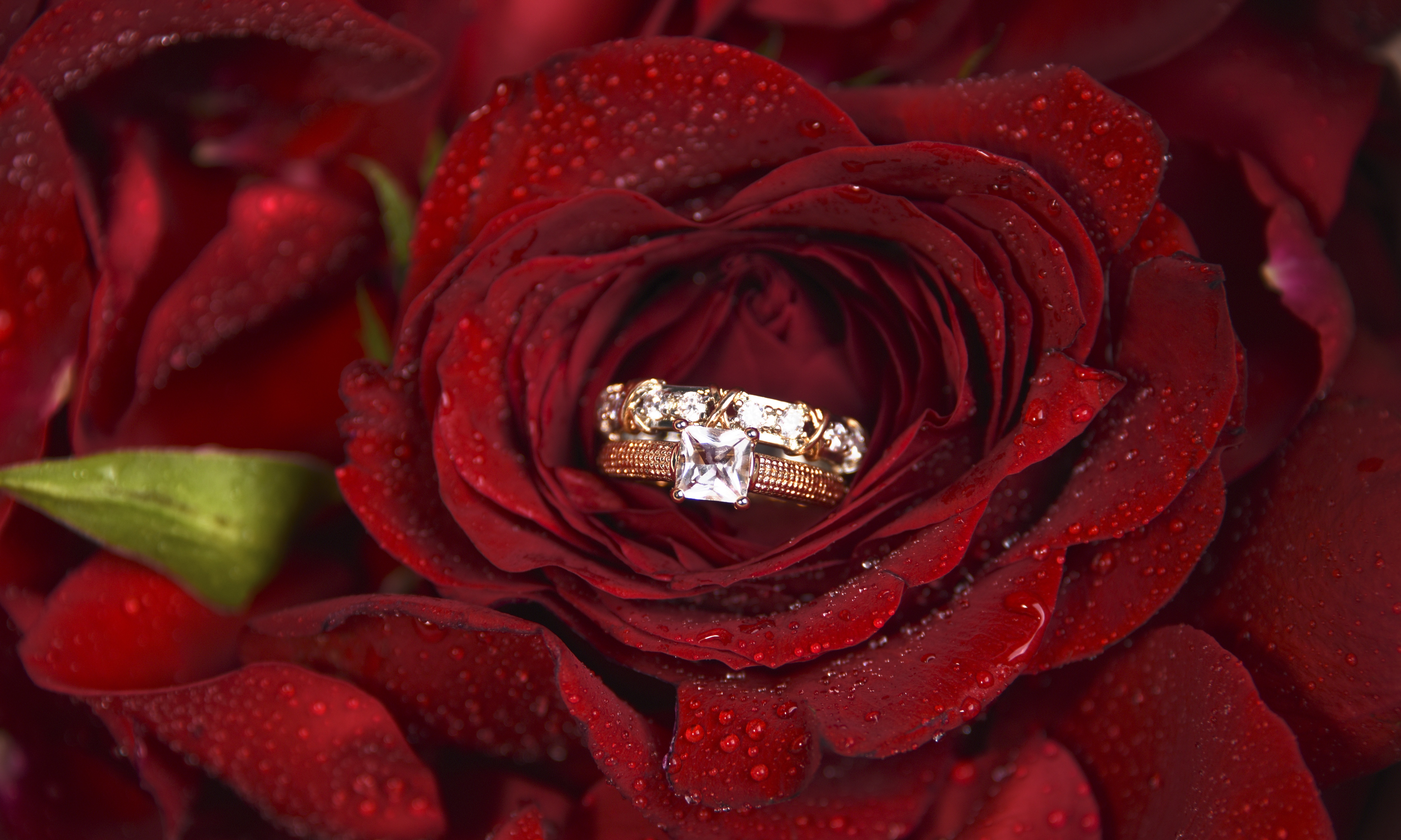 Фото кольца и цветов. Розы и обручальные кольца. Красивые кольца с цветами. Букет цветов с кольцом.