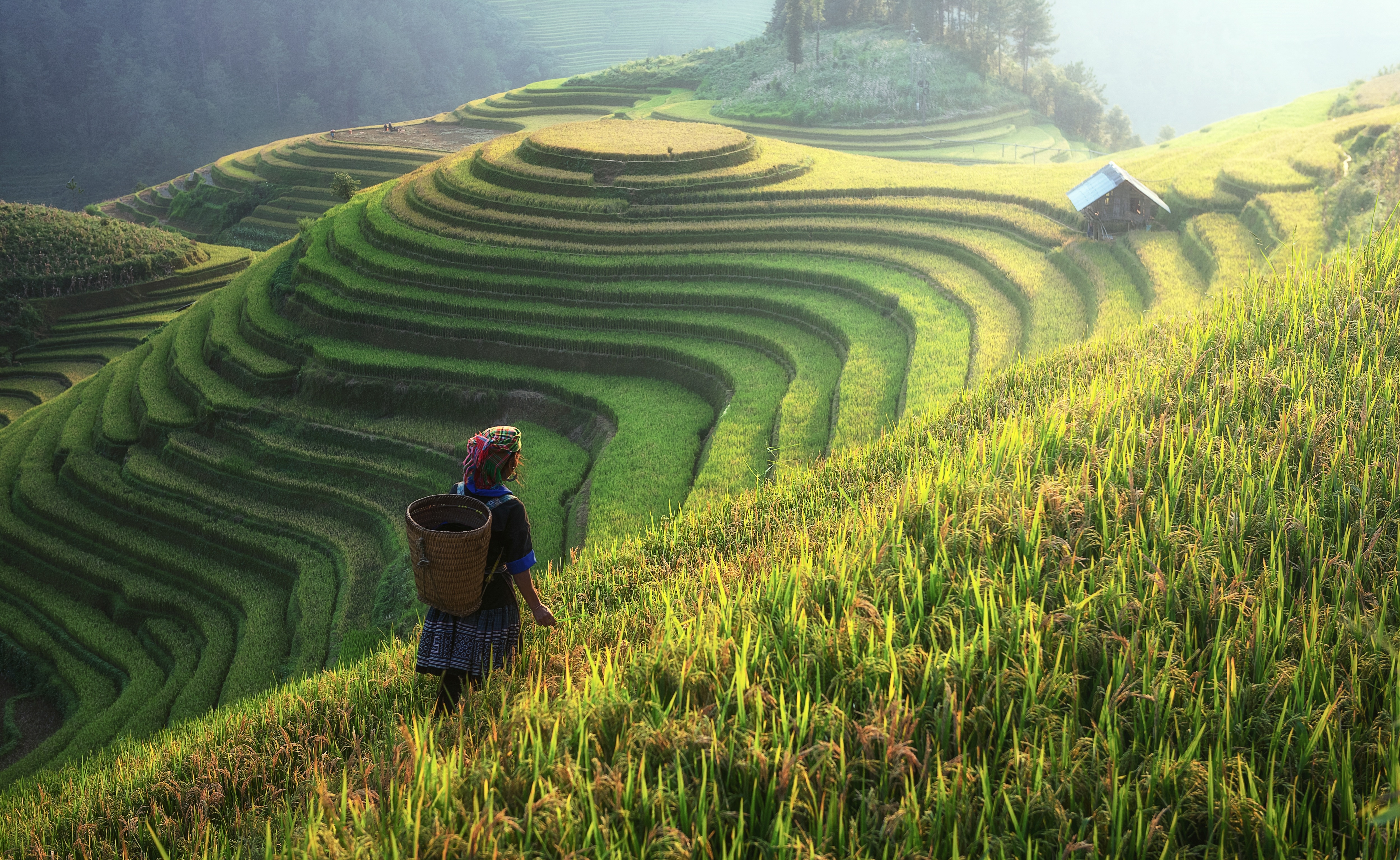 Рис шри ланка. Лунцзин плантации. Вьетнам чайные плантации. Рисоводство в Китае. Рис Шри Ланка плантации.