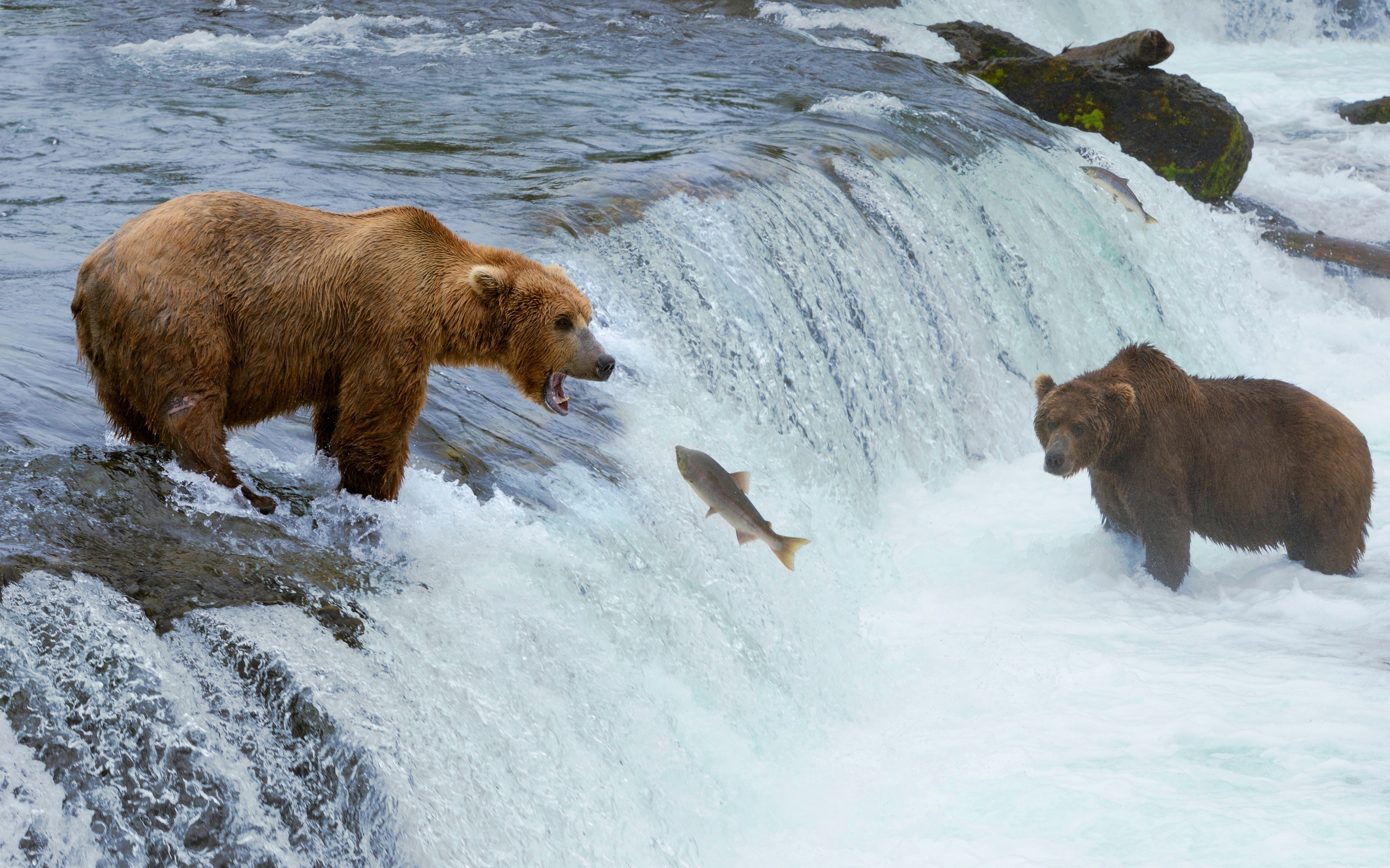 Обитатели аляски. Национальный парк Катмай. Медведь Гризли на Аляске. Бурый медведь на Аляске. Национальный парк Катмай Аляска.