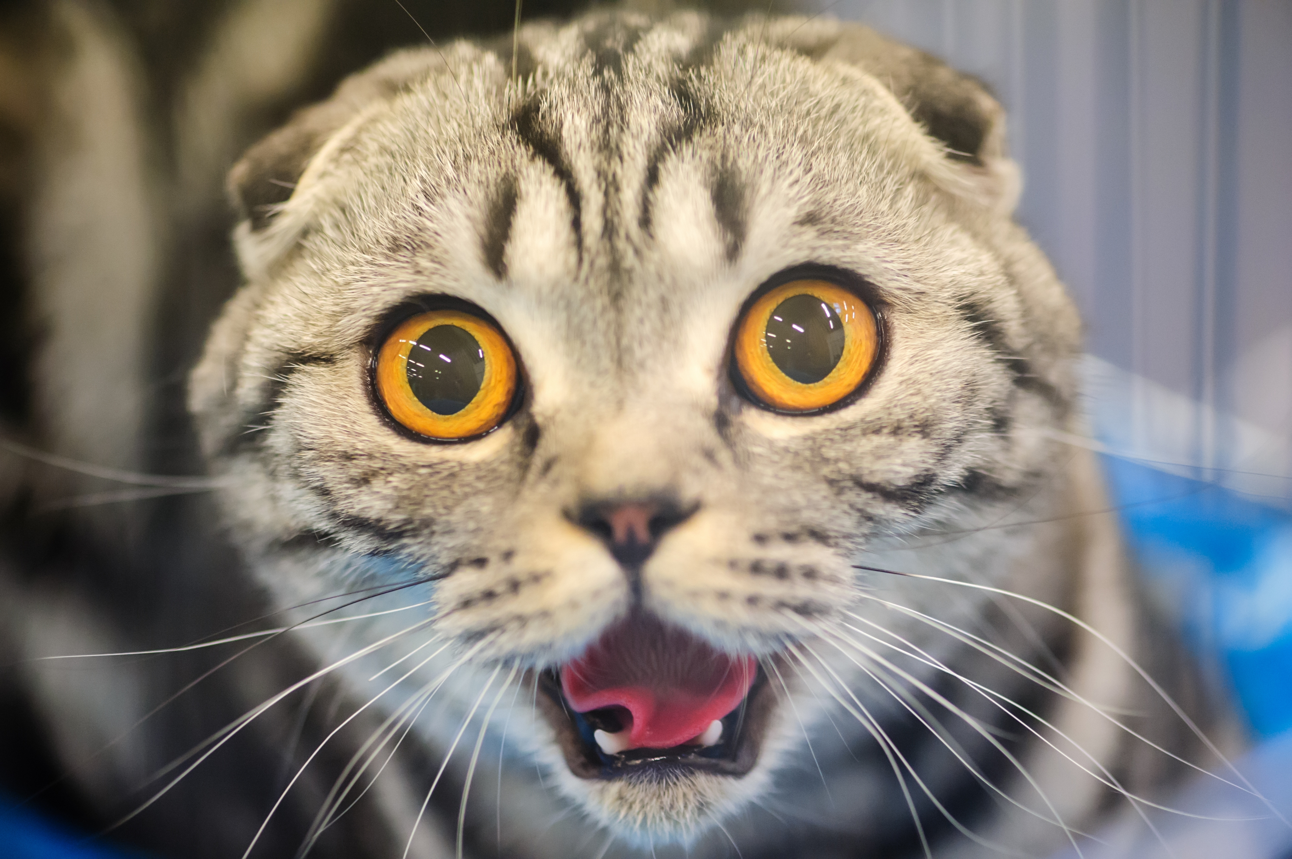 фото удивленных котят