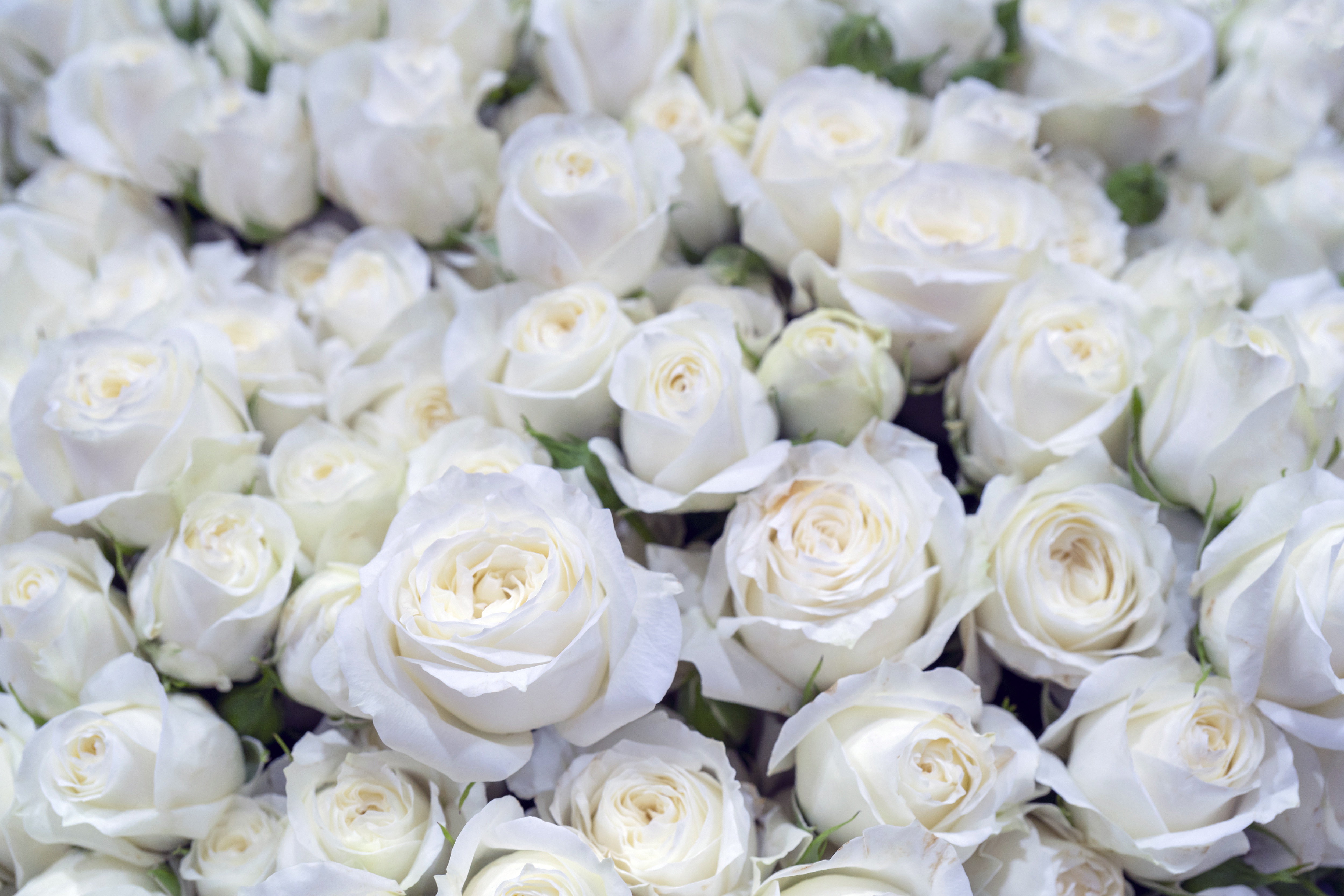 Белая картинка. Роза Эшли белая. Вайт Роуз. Белые розы. Красивые белые розы.