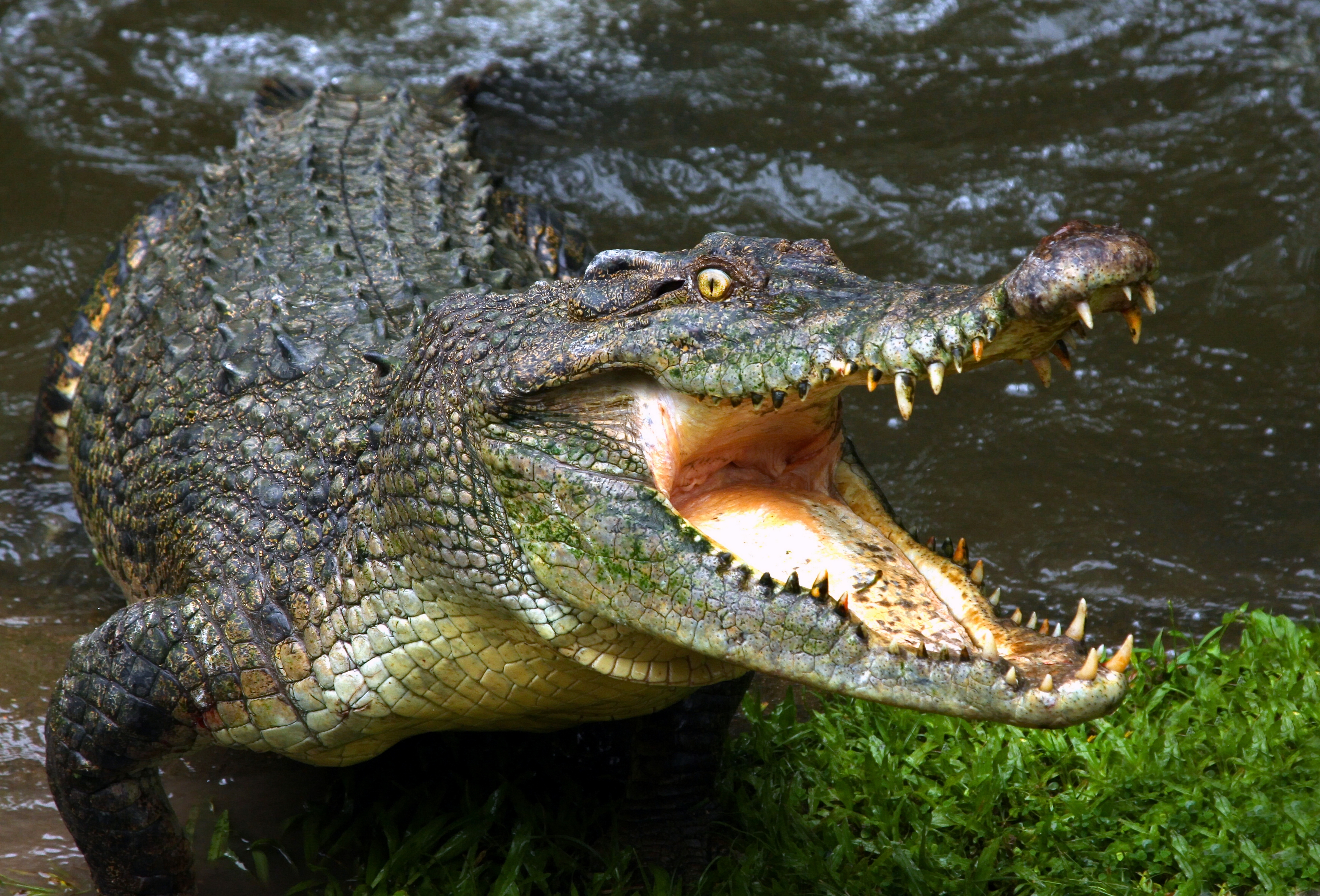 Крокодил картинка. Крокодил Аллигатор Кайман гавиал. Нильский крокодил самый большой. Миссисипский Аллигатор и Нильский крокодил. Нильский крокодил и Аллигатор.