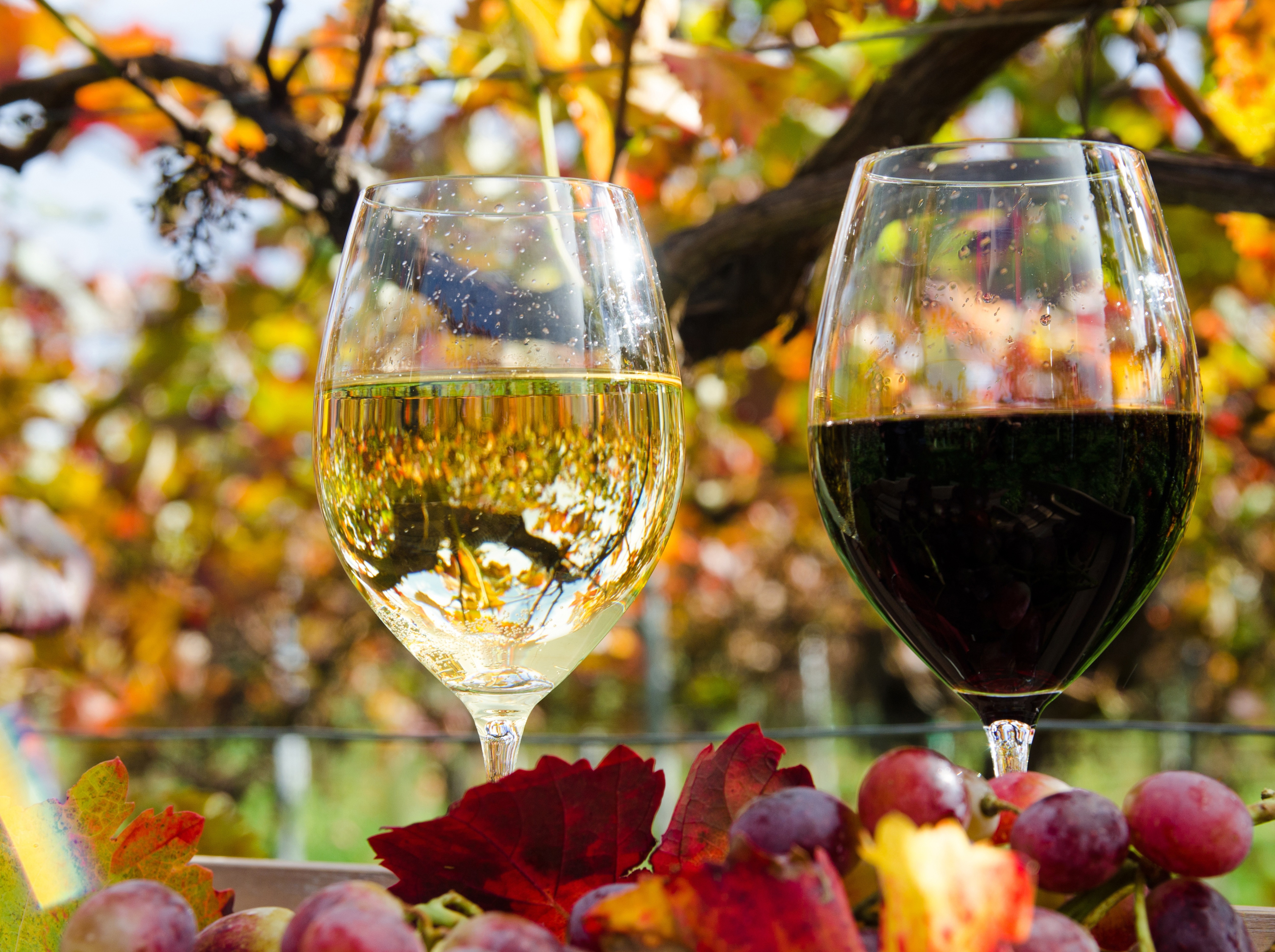 Суббота вине. Бокал вина. Бокал с вином. Осеннее вино. Белое вино в бокале.