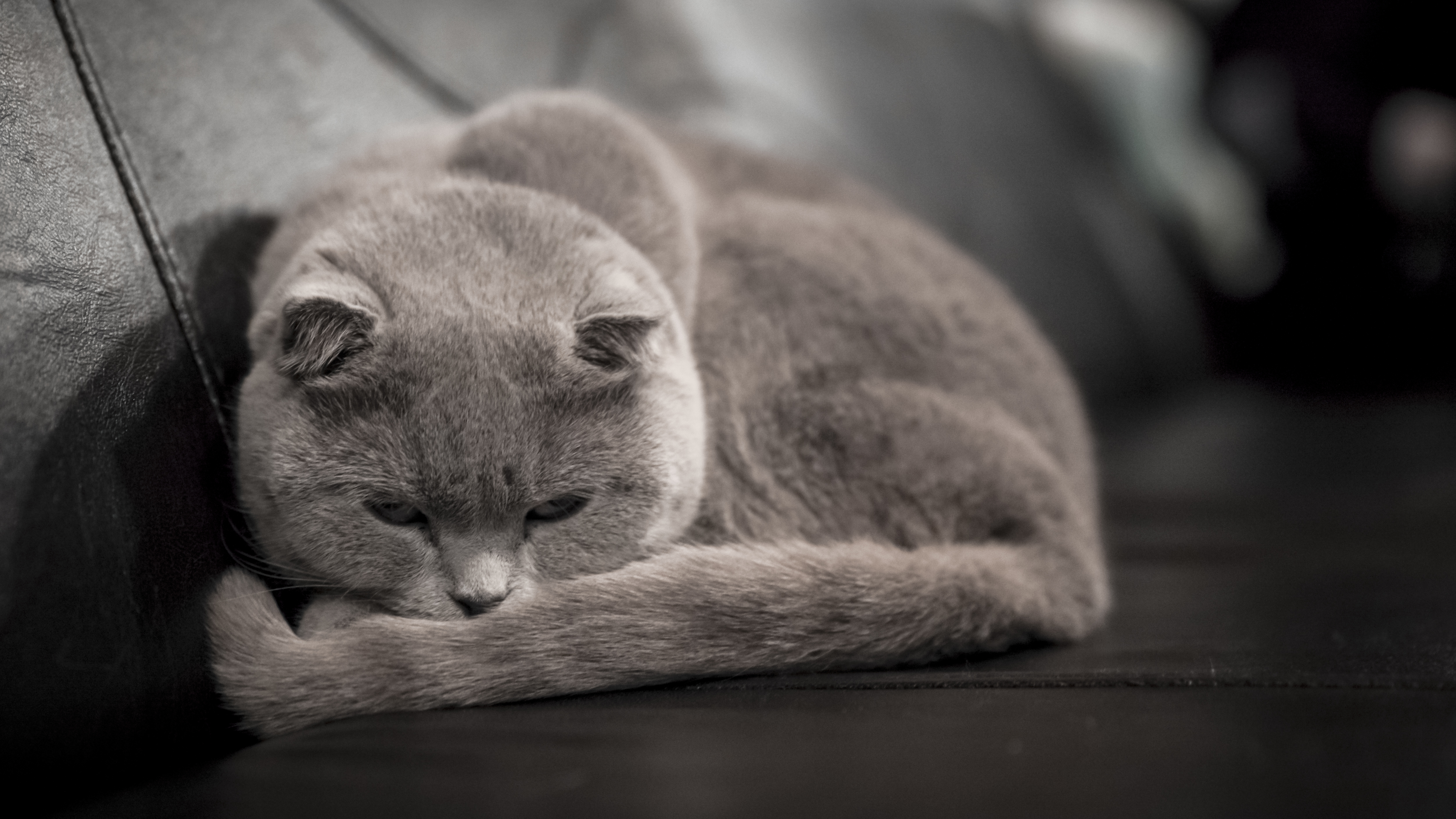 К чему снится грустный. Сонный кот. Грустный серый кот. Сонный британский кот. Спящий котик.