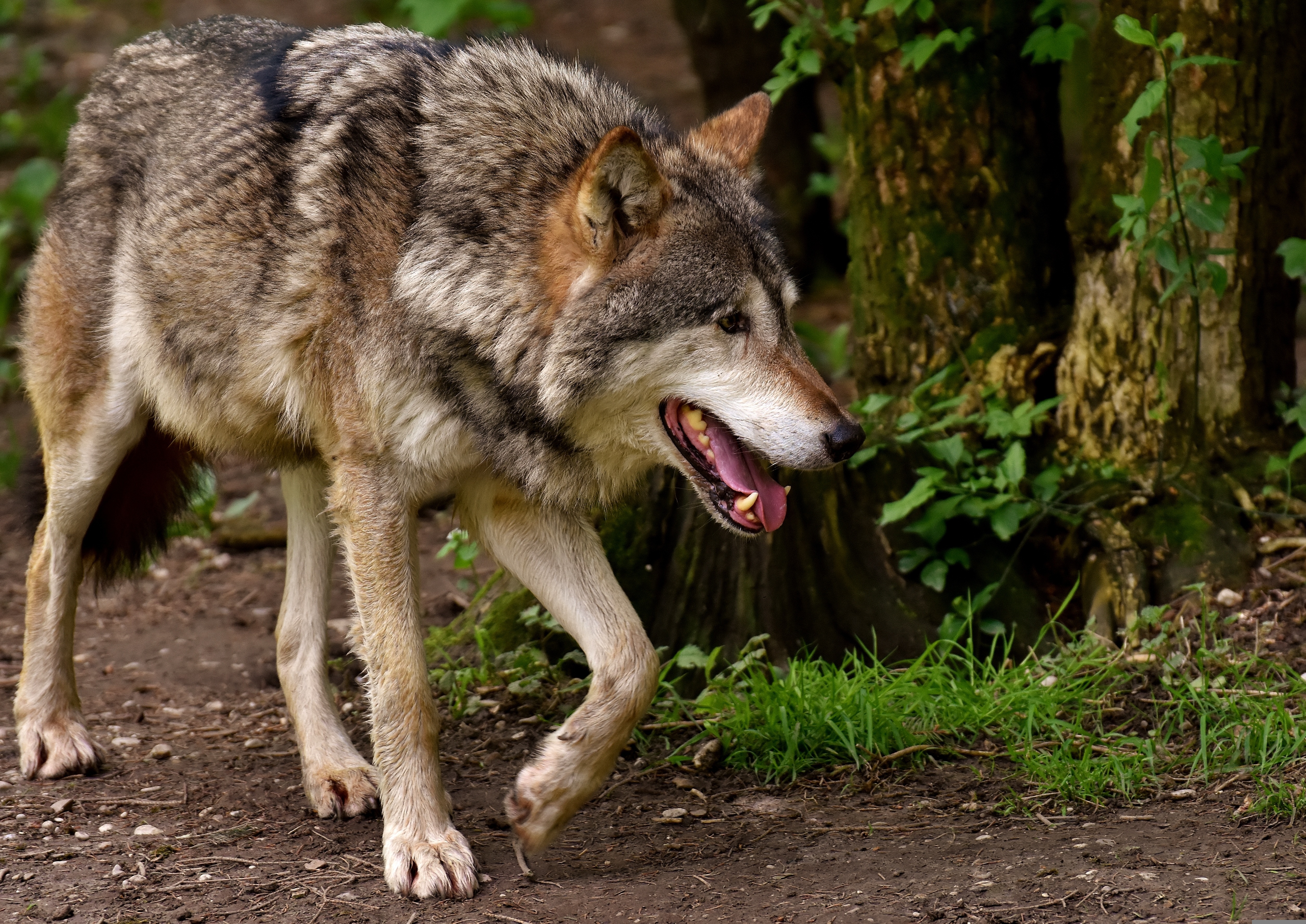 Мегафауновый волк. Дикий волк. Фото Волков. Волк серый.