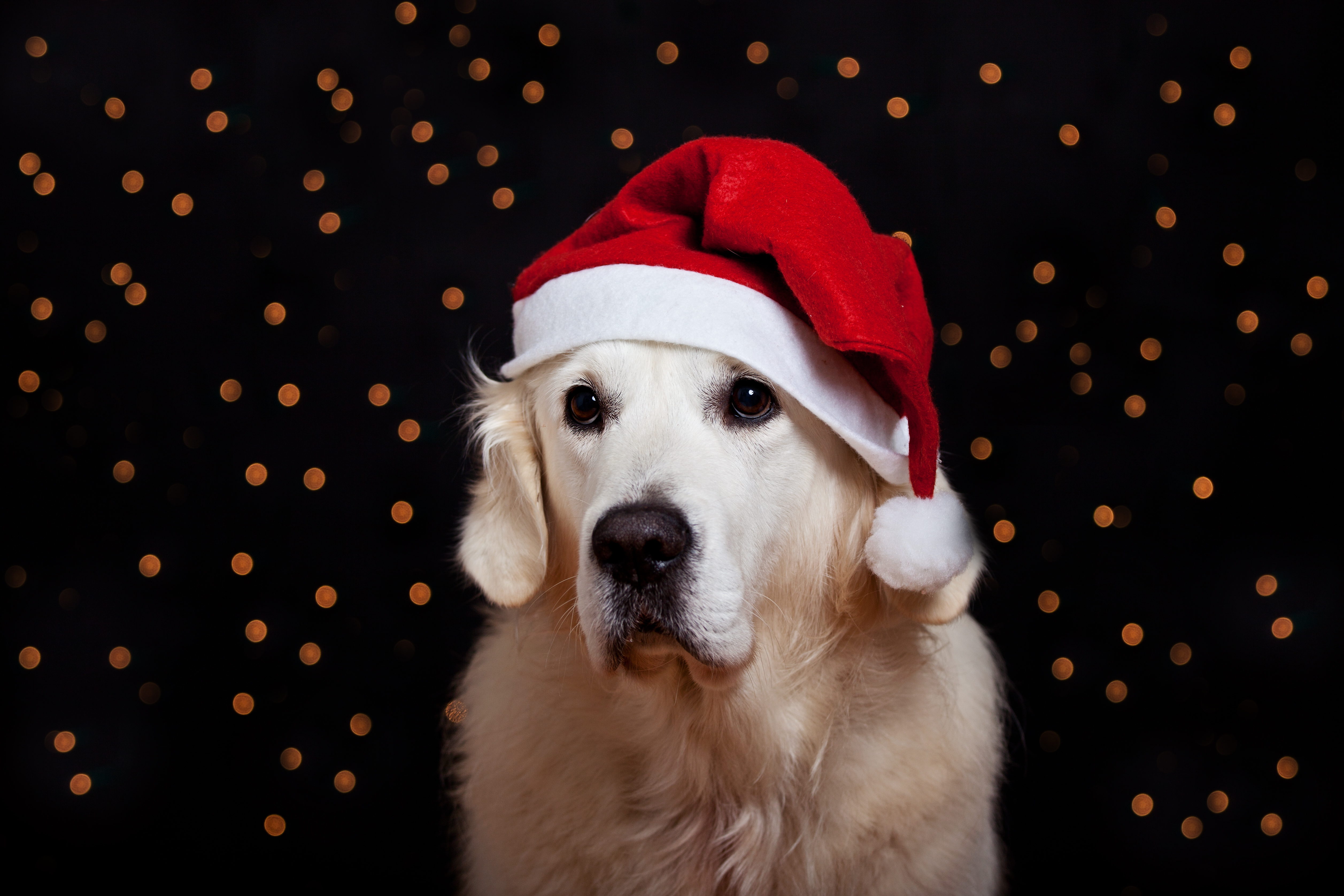 Включи собачий новый. Золотистый ретривер Санта. Новогодняя собака. Новогодние собачки. Собака в новогоднем колпаке.