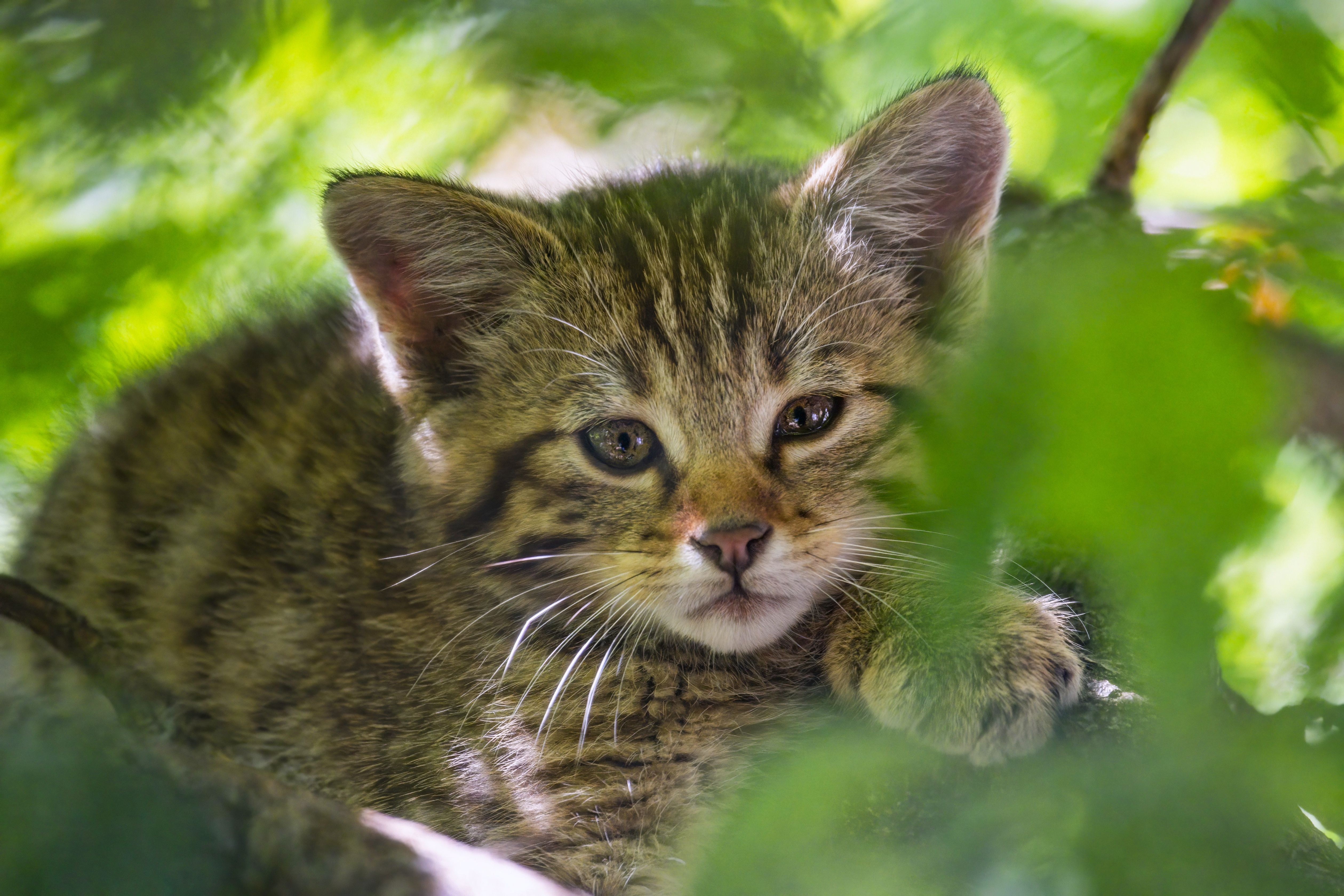 Лесной кот. Котик в листиках зелёных на аватарку. Котёнок под листиком. Wild Kitty.