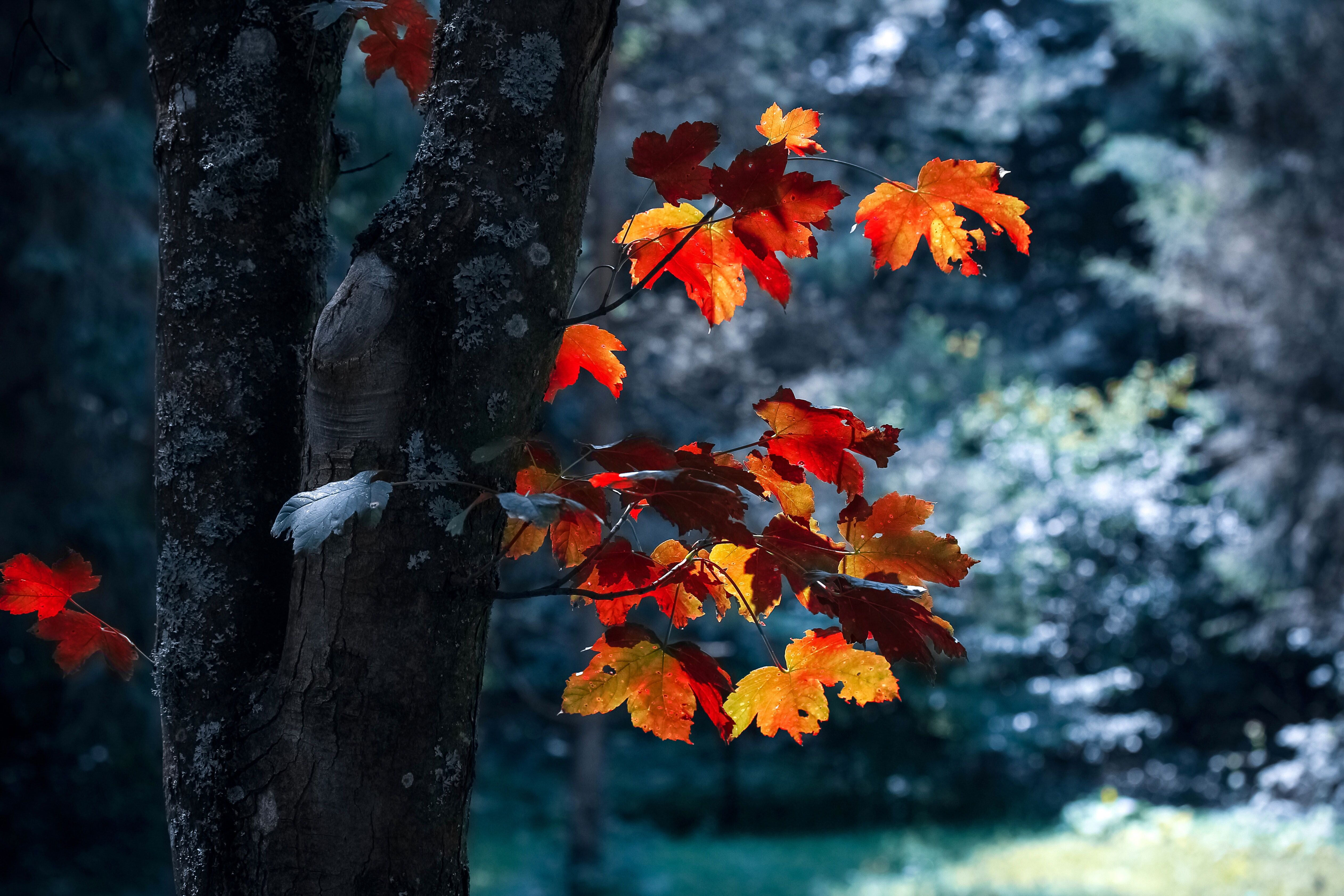 4 октября 2019 года день. Листья деревьев. Обои осень. Осенние заморозки. Заморозки осенью.