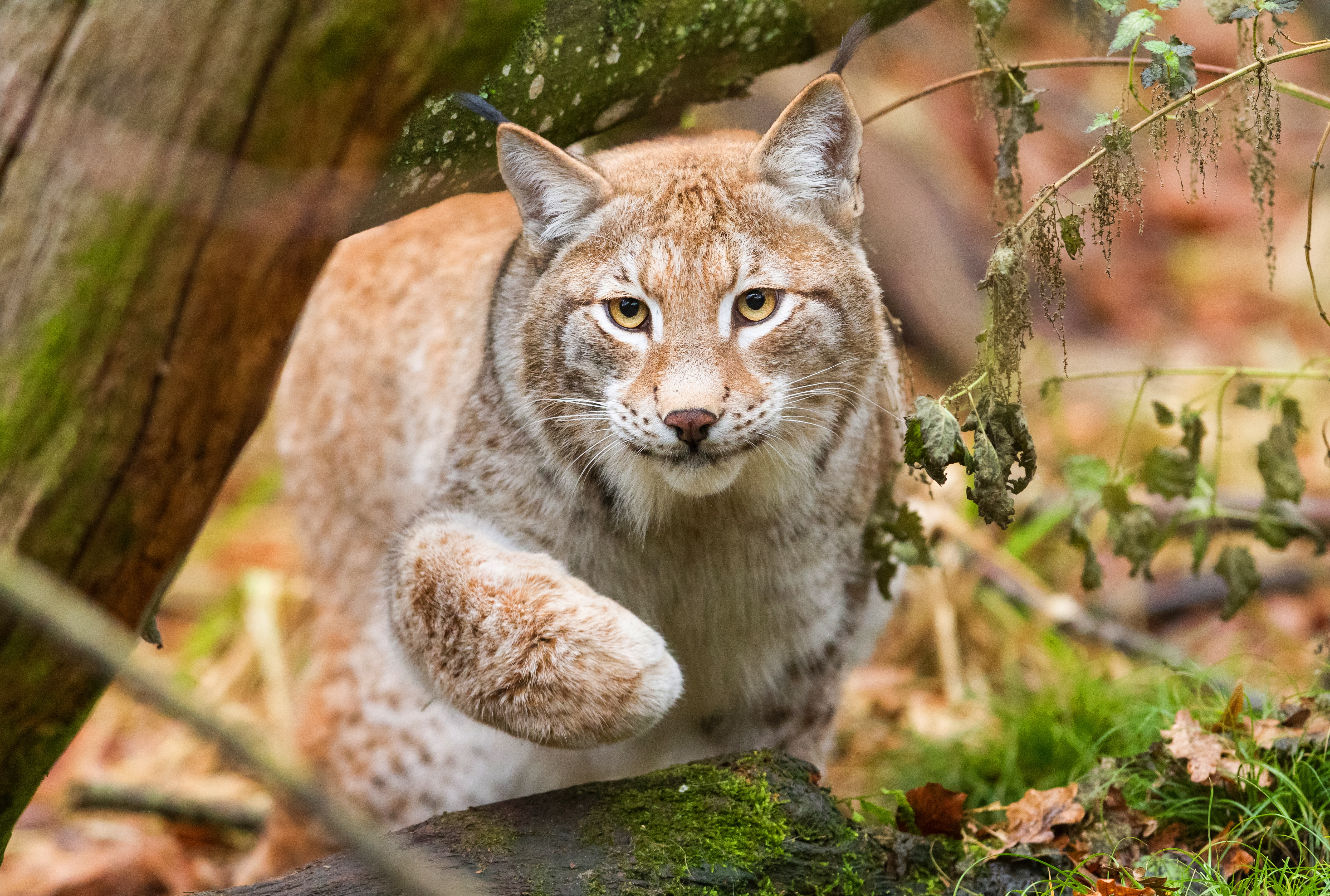 Lynx's. Туркестанская Рысь. Канадская Рысь Бобкэт. Рысь (Lynx Lynx) в дикой природе. Болотная Рысь.