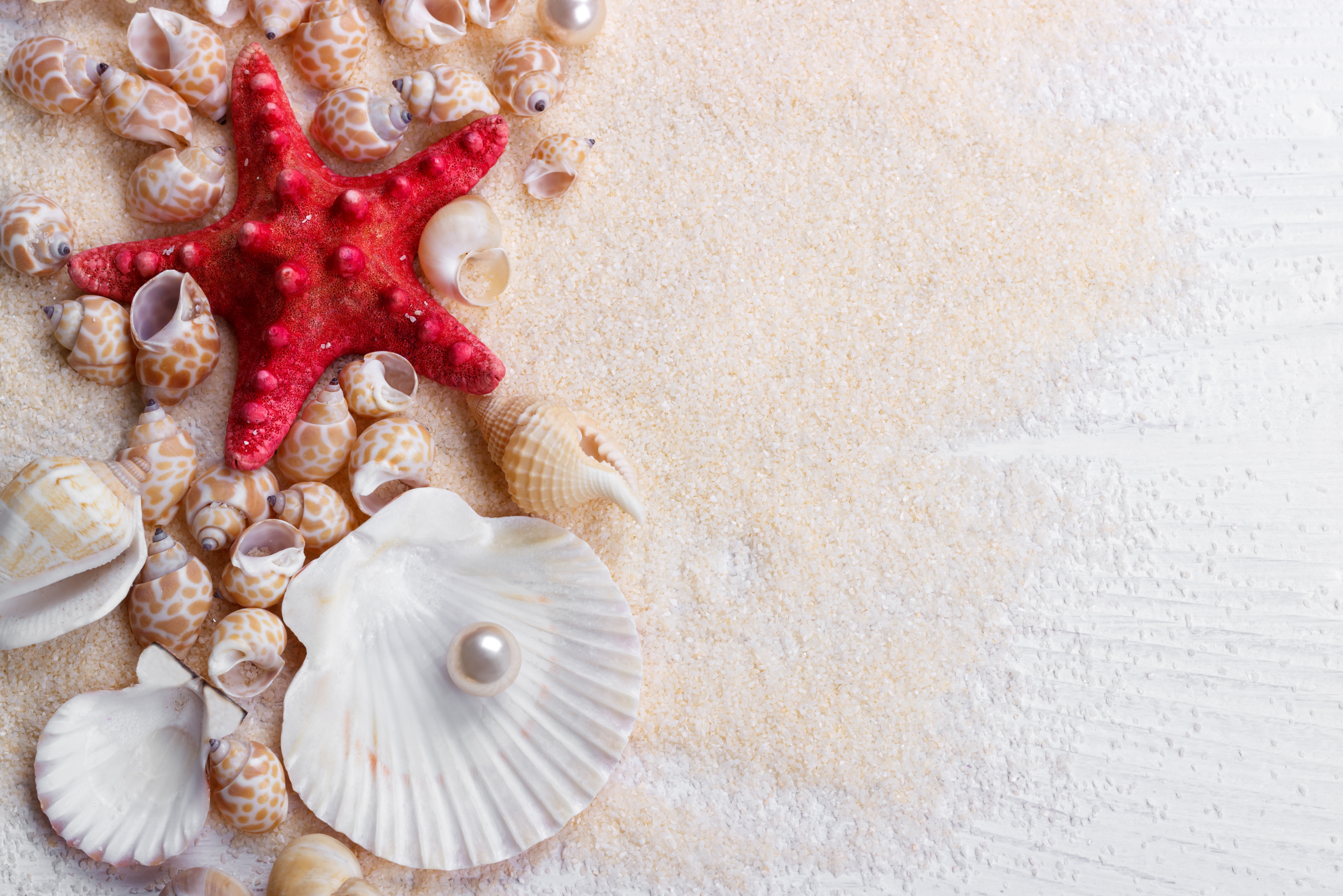 Ракушка морская звезда. Морская раковина. Ракушки на песке. Красивые ракушки. Красивые морские раковины.