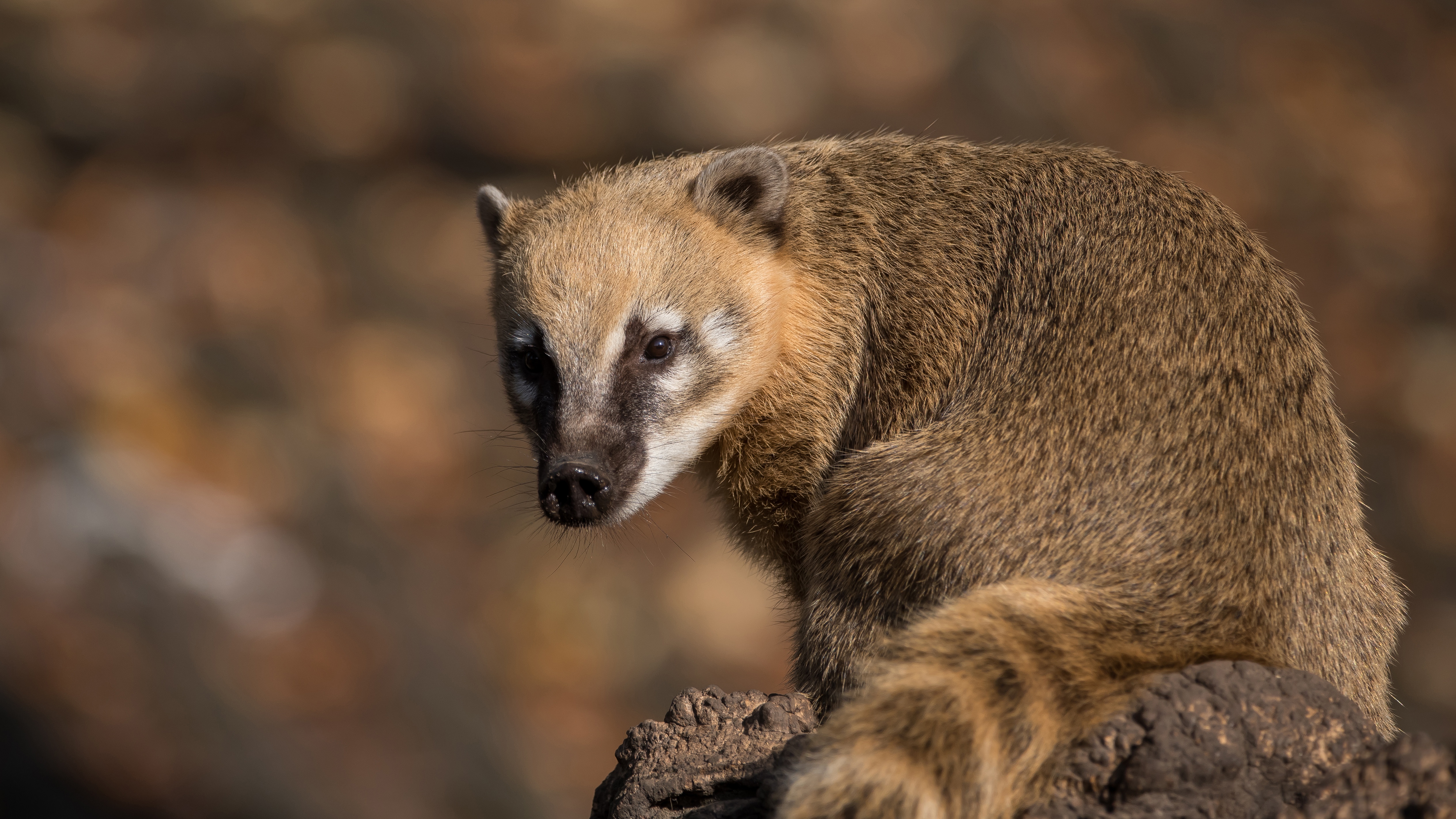 The South American coati, or ring-tailed coati (Nasua nasua), is a species of co