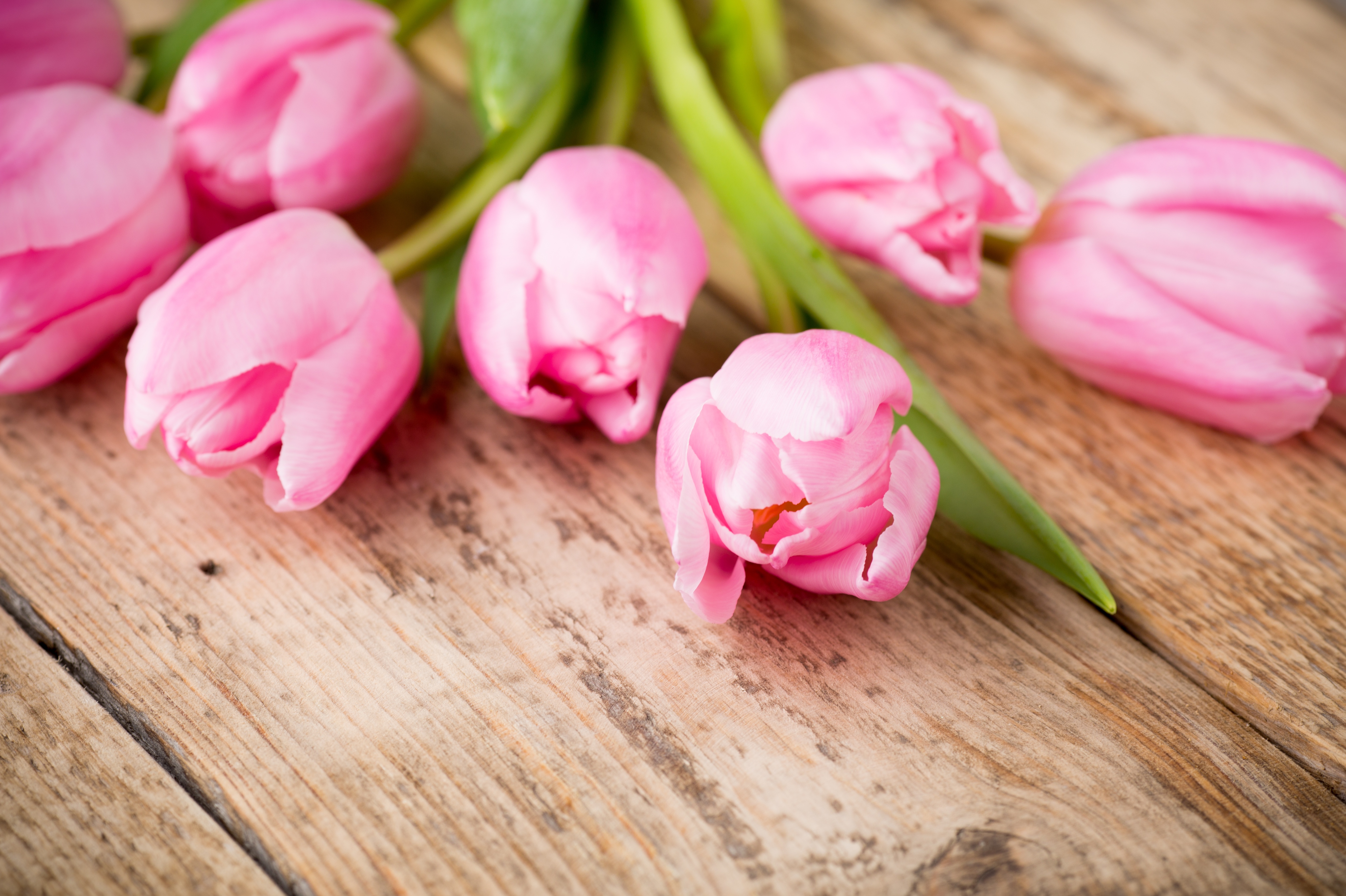 Фон тюльпаны нежный. Розовые тюльпаны. Нежные тюльпаны. Цветы тюльпаны розовые. Тюльпаны. Нежно-розовый.