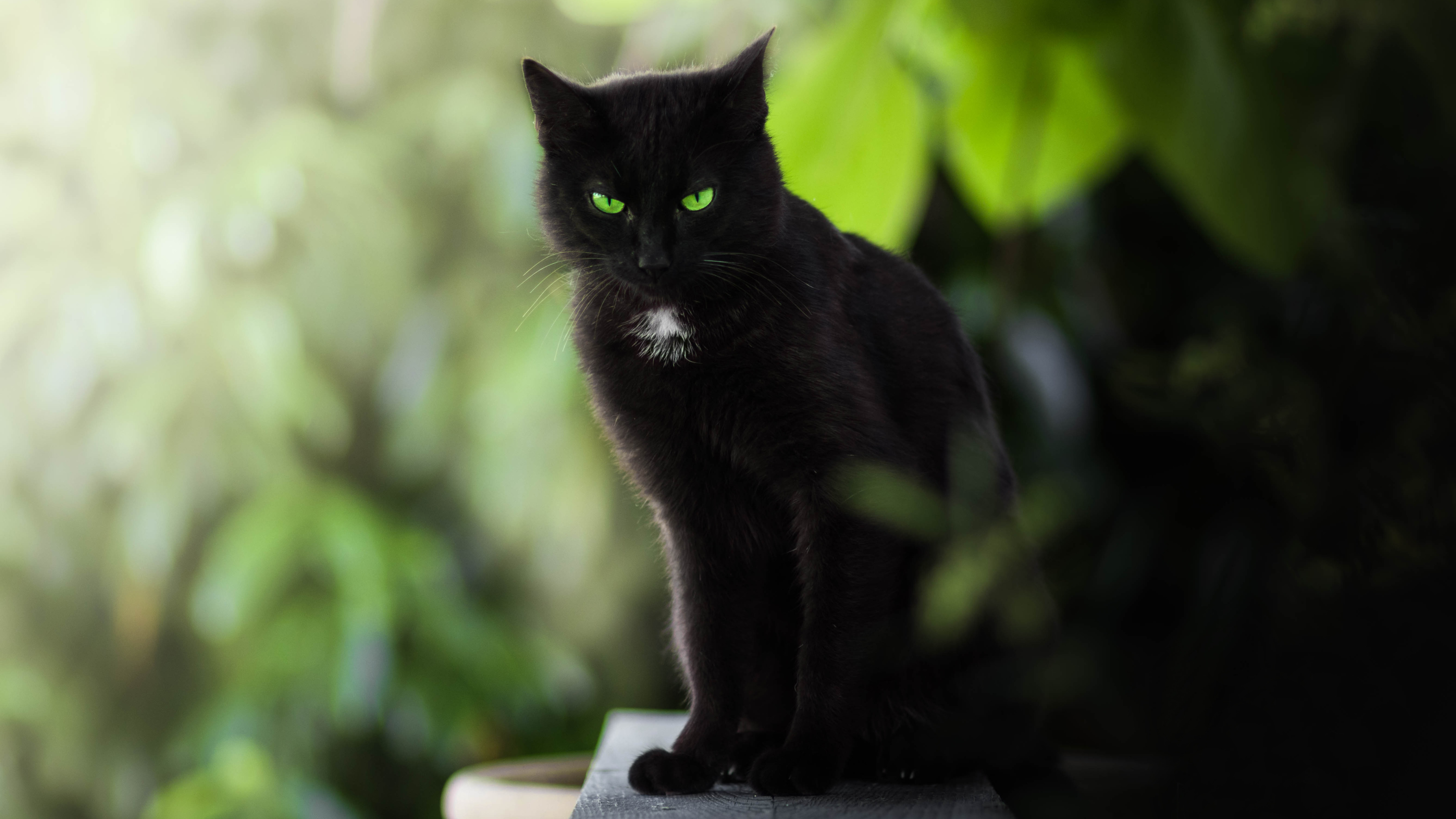 Бомбейская кошка пушистая. Бомбейская кошка длинношерстная. Чёрный кот. Черная кошка с зелеными глазами. Грациозный взгляд