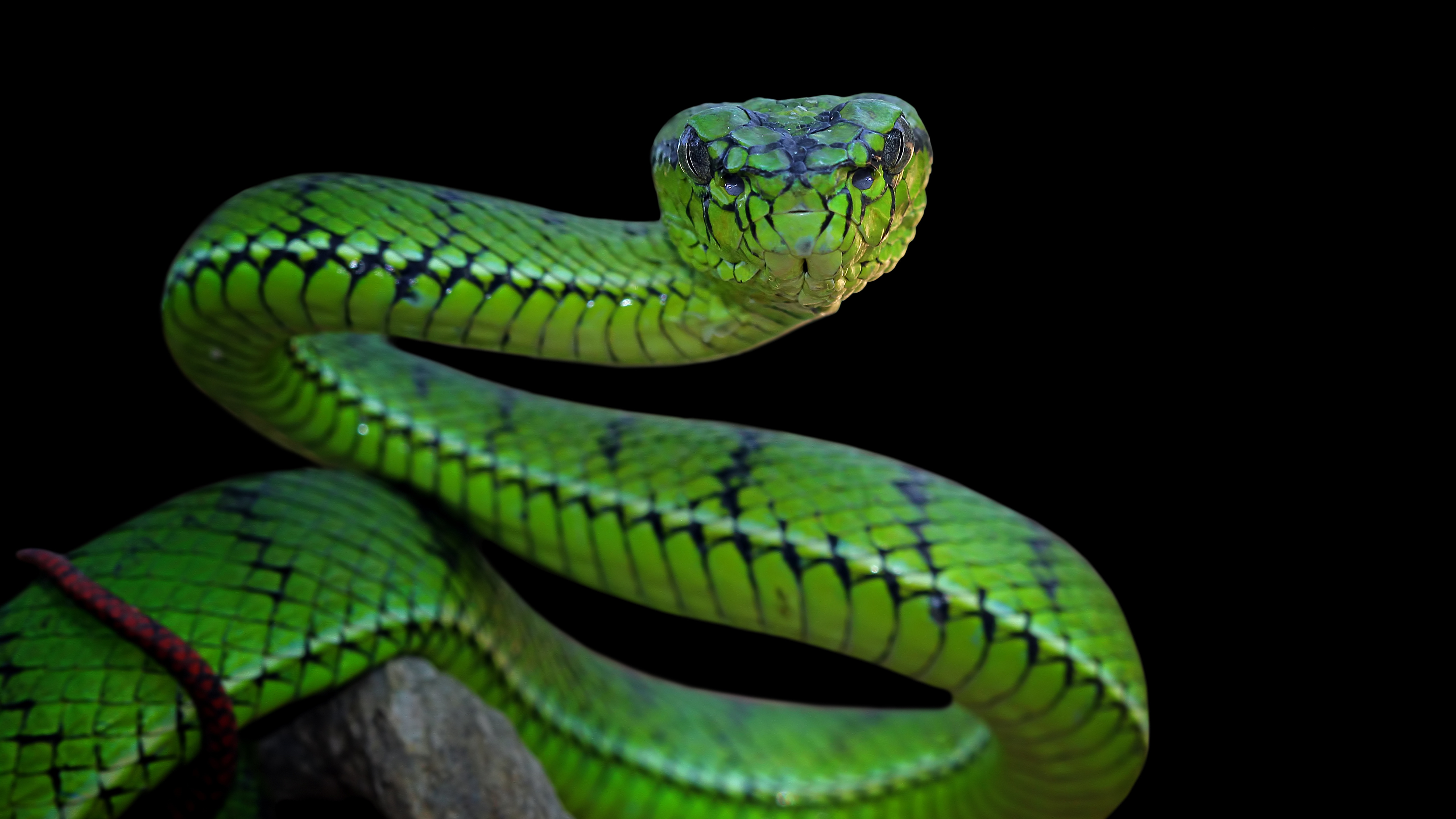 Тропическая змея 4. Гадюка Приморская. Тропические змеи. Зеленый змей. Дальневосточные змеи.