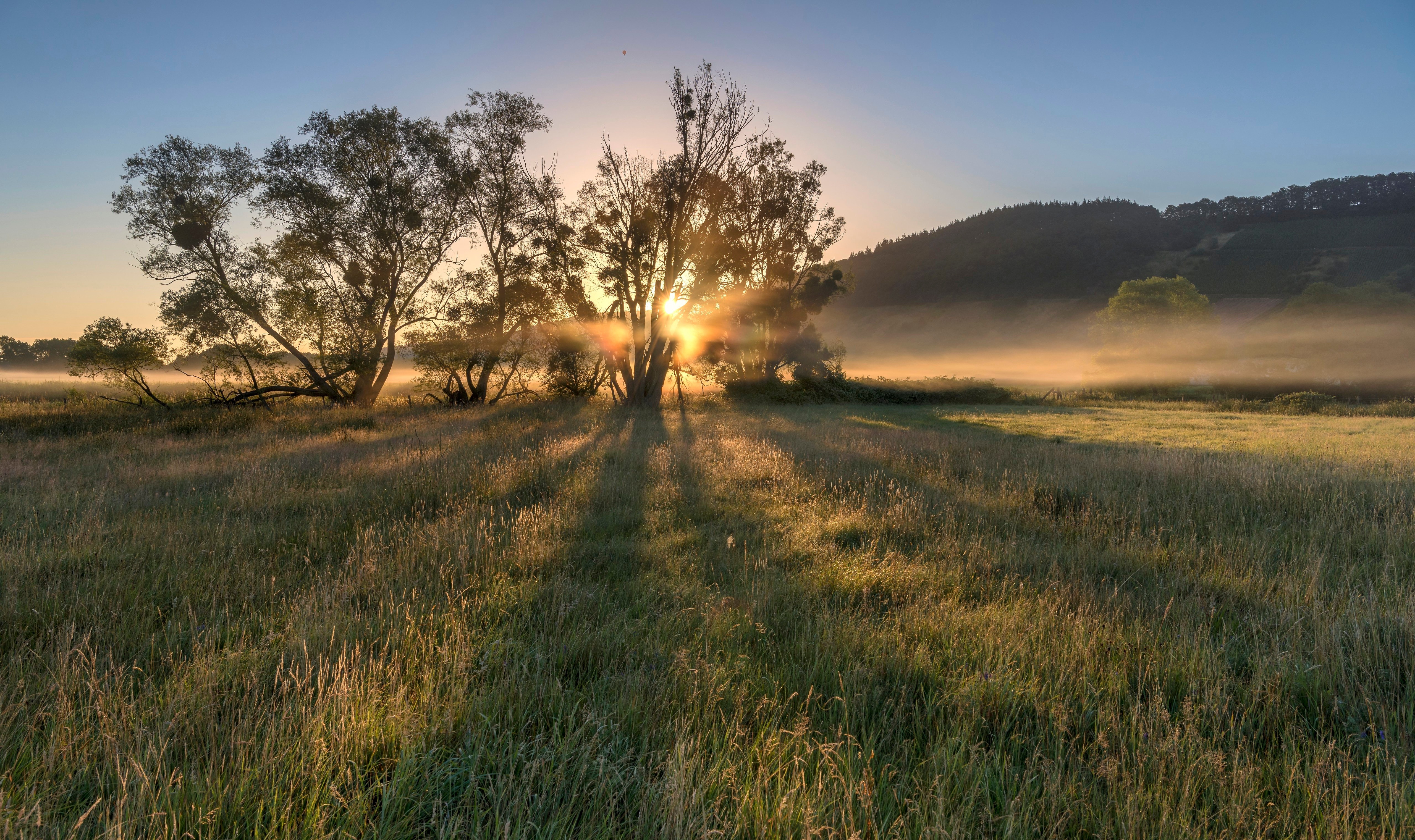 Раннее утро на природе. Рассвет в поле. Природа рассвет. Утро природа. Утреннее поле.