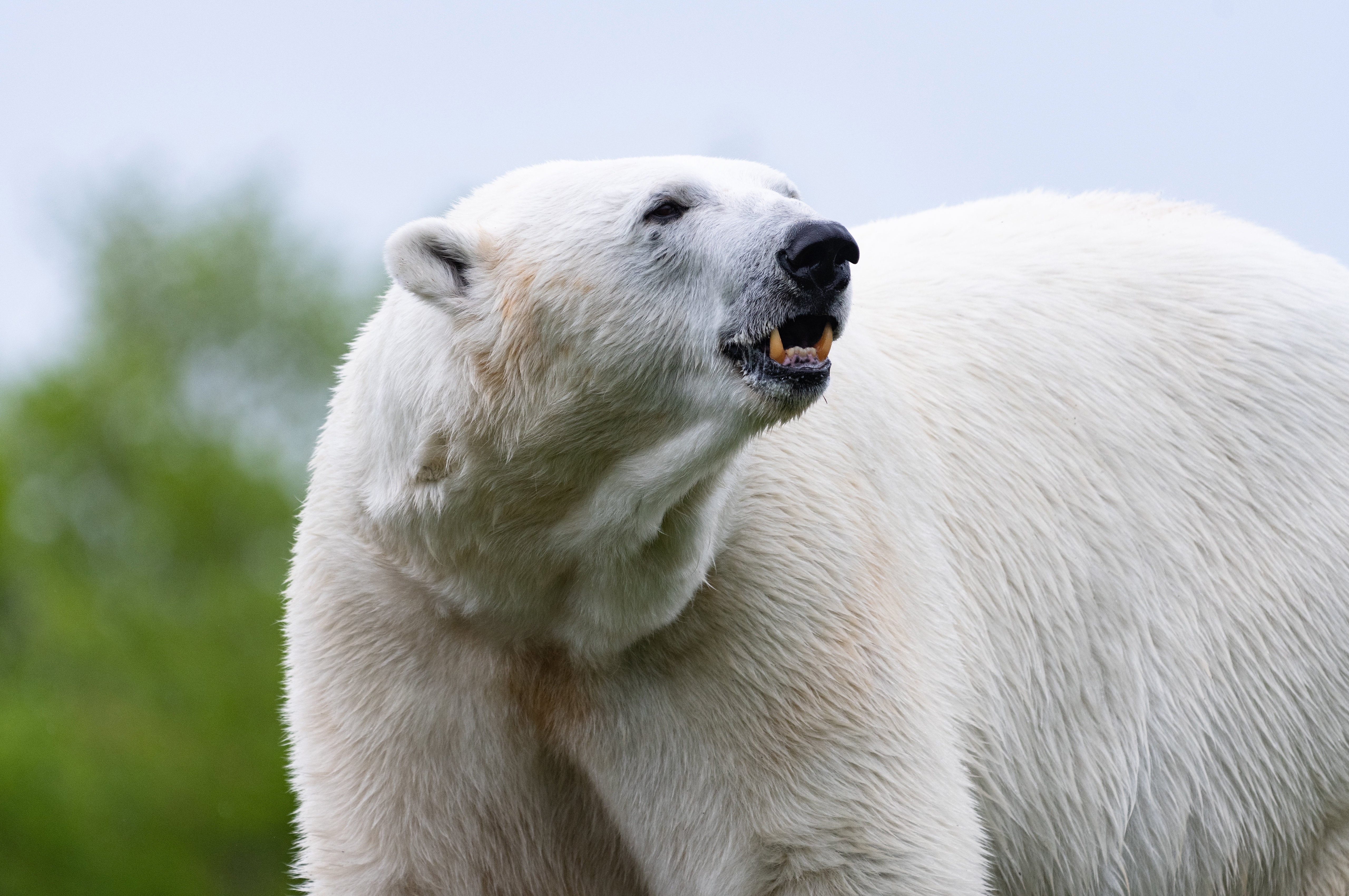 На следующей странице представлены фотографии белого медведя. Белый медведь. Полярный медведь. Злой белый медведь. Белый медведь морда.