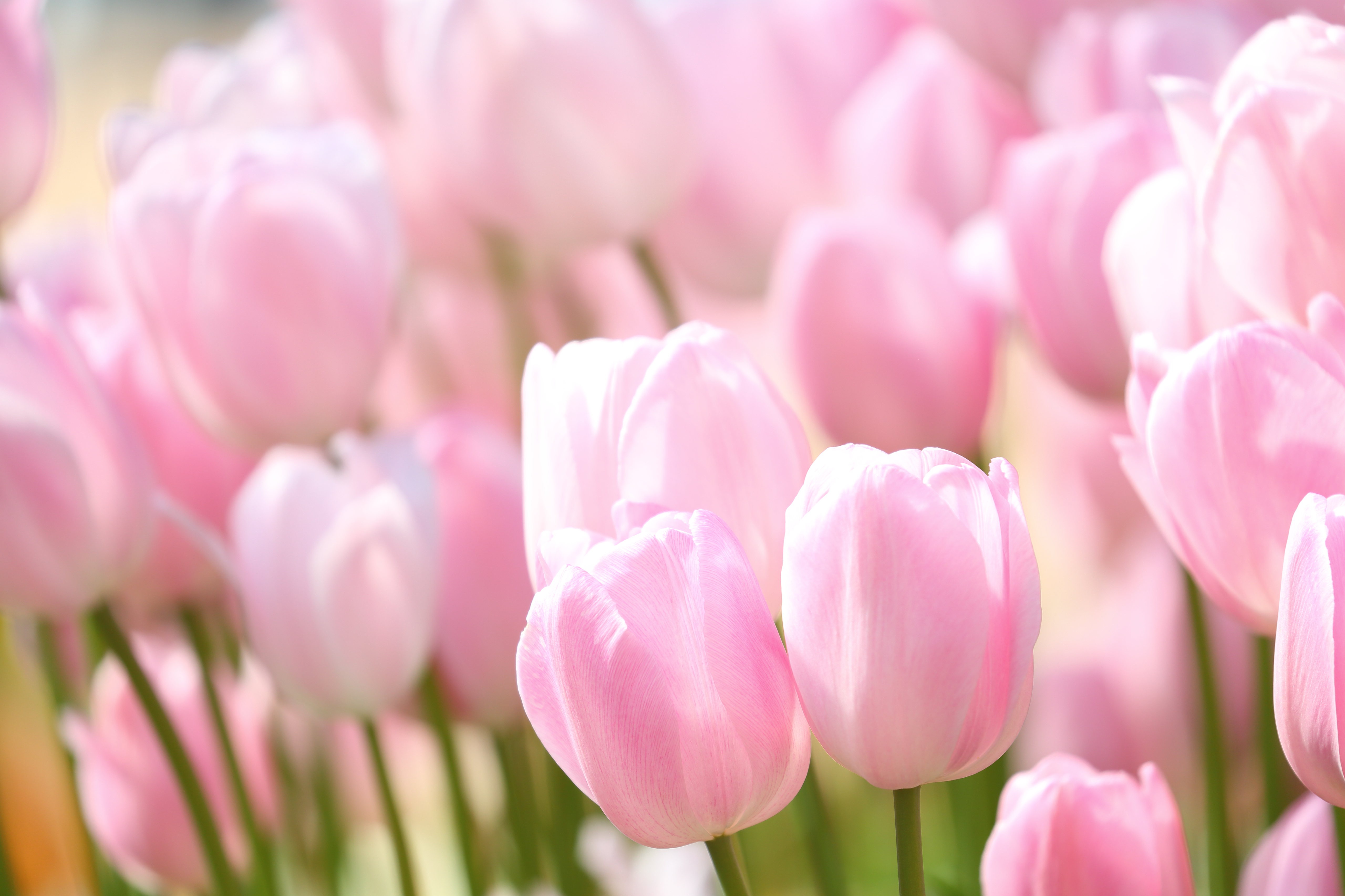 Фон тюльпаны нежный. Тюльпан Пинк Сноуи. Розовые тюльпаны. Нежные тюльпаны. Нежные весенние цветы.