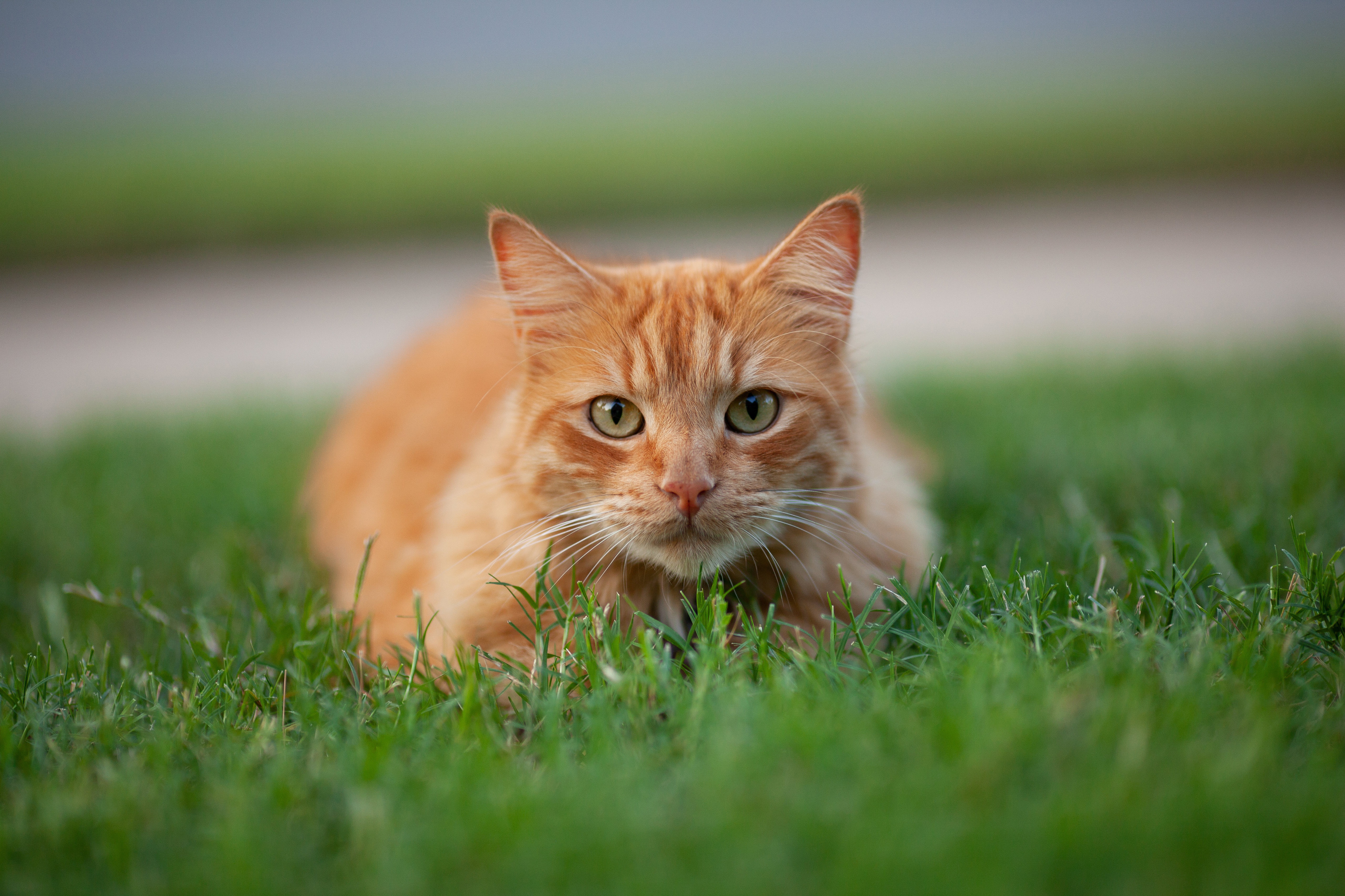 Фото рыжий котик