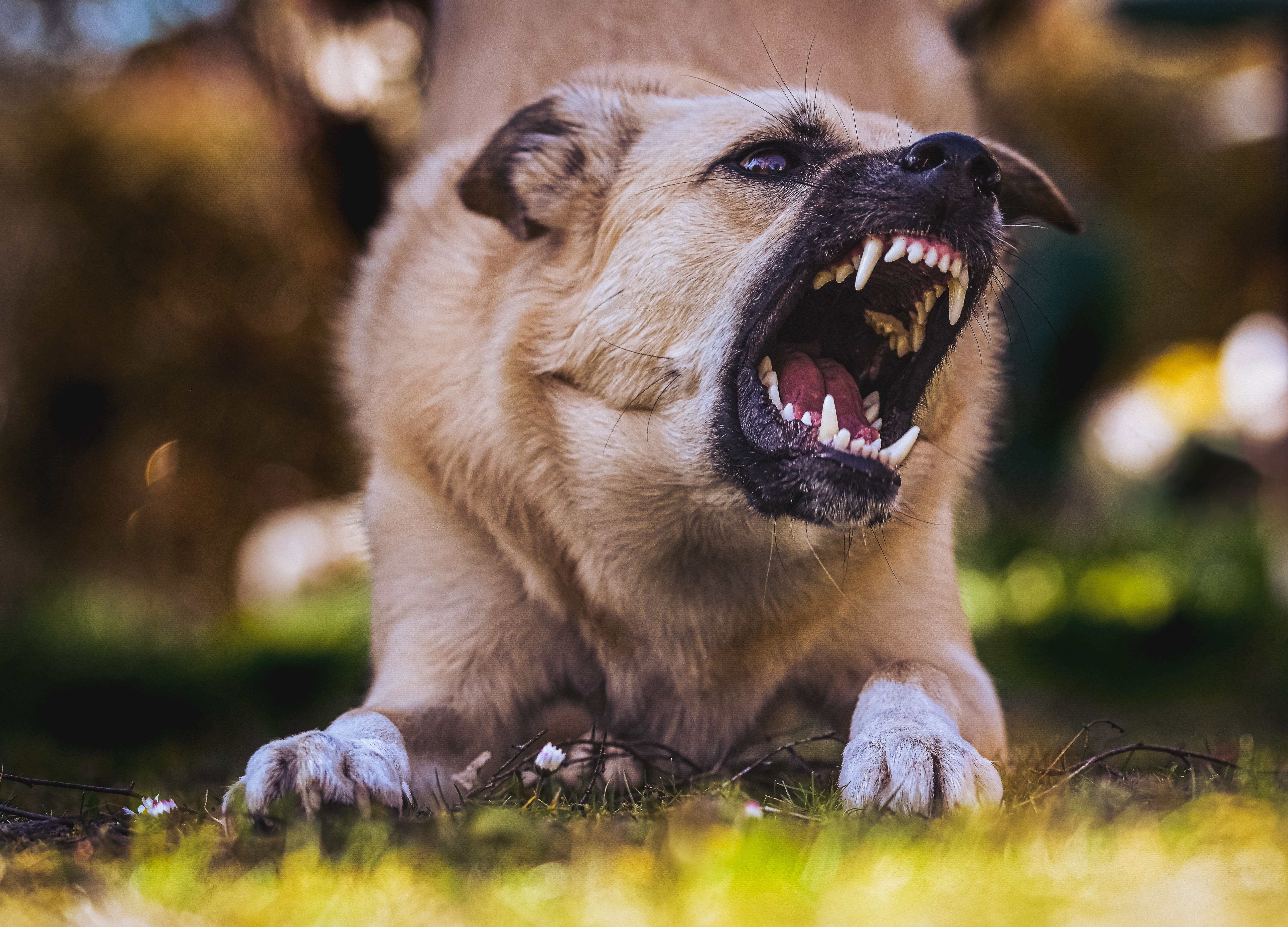 Звук злой собаки слушать. Злая собака. Агрессивная собака. Агрессивные животные.