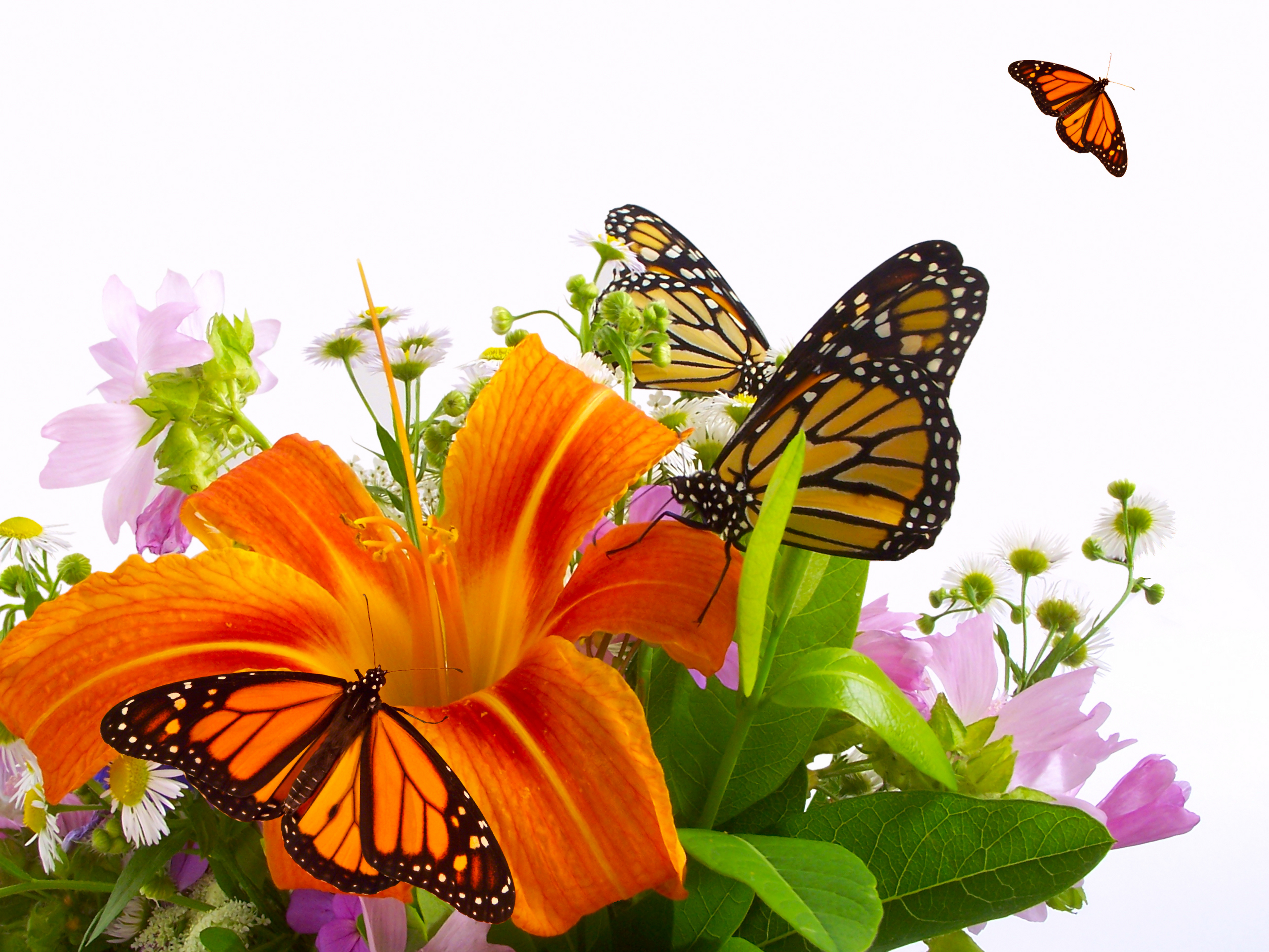 Картинка день бабочек. Бабочка на цветке. Цветы и бабочки на прозрачном фоне. Красивый фон с бабочками. Бабочки в цветах.