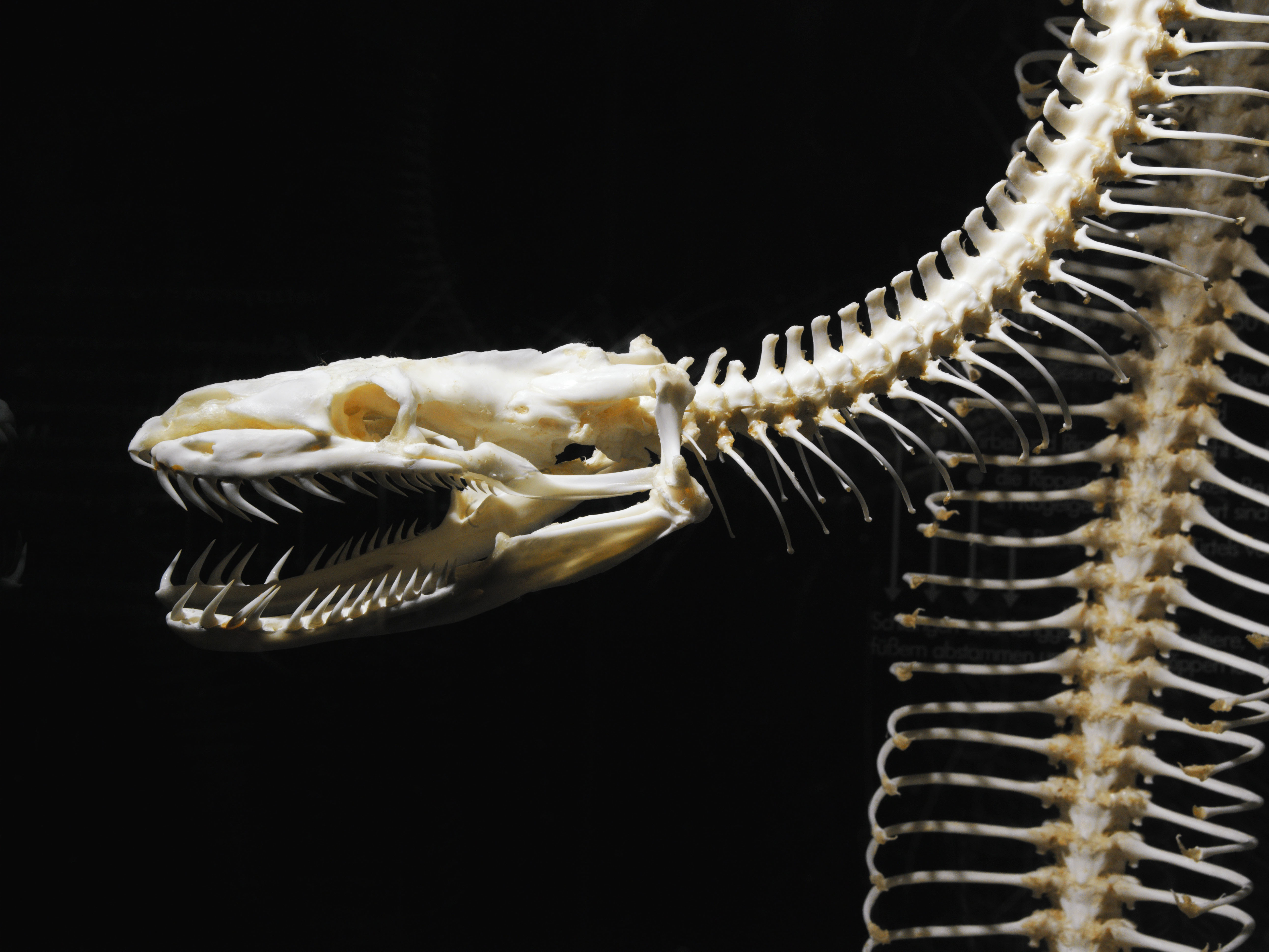 Рептилии ребра. Питон змея скелет. ТИТАНОБОА змея скелет. Змея скелет Габонская. Пресмыкающиеся скелет змеи.