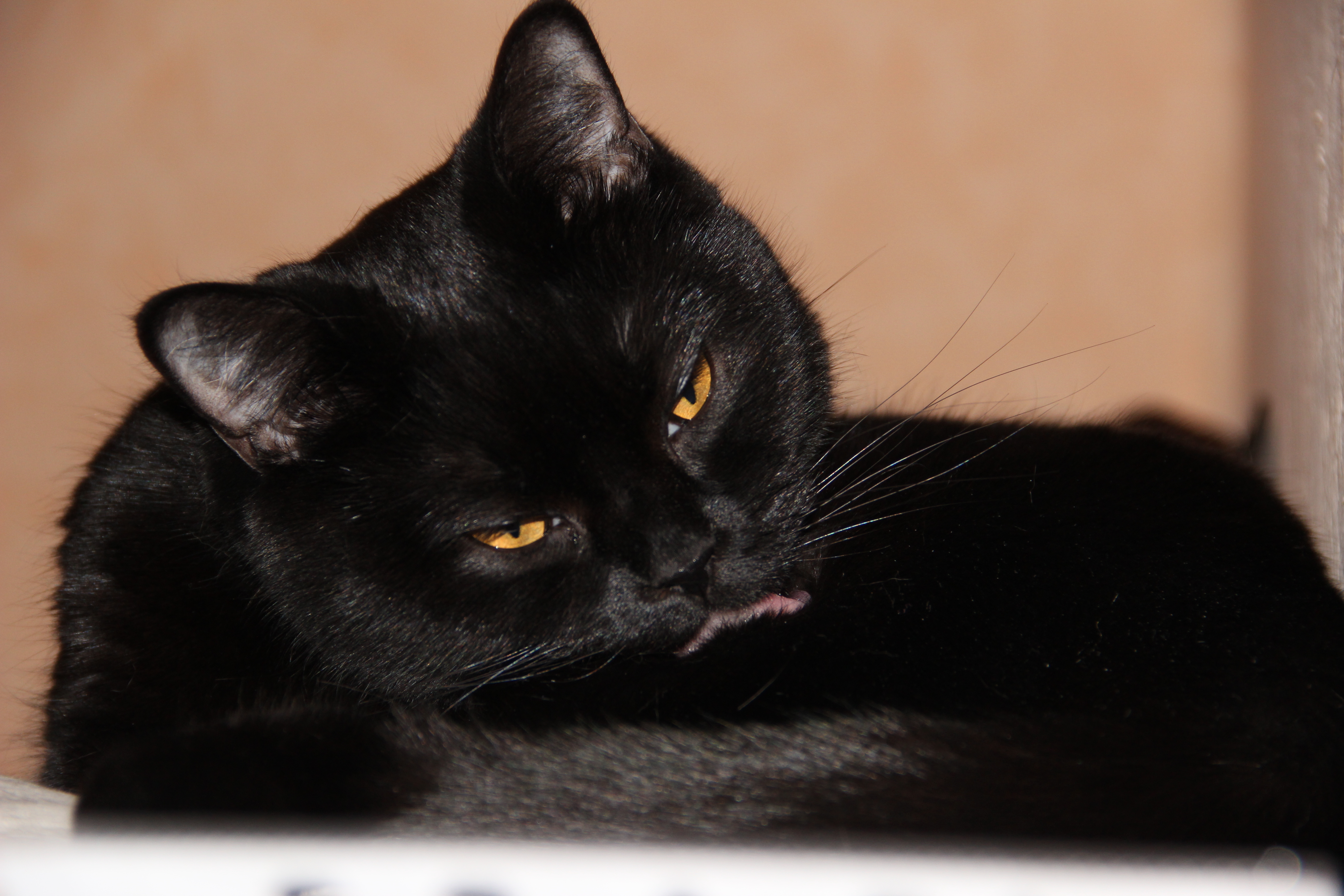 Черная кошка бывает. Бомбейская кошка длинношерстная. Бомбейская кошка черно белая. Бомбейская кошка злая. Сибирская гладкошерстная кошка чёрная.
