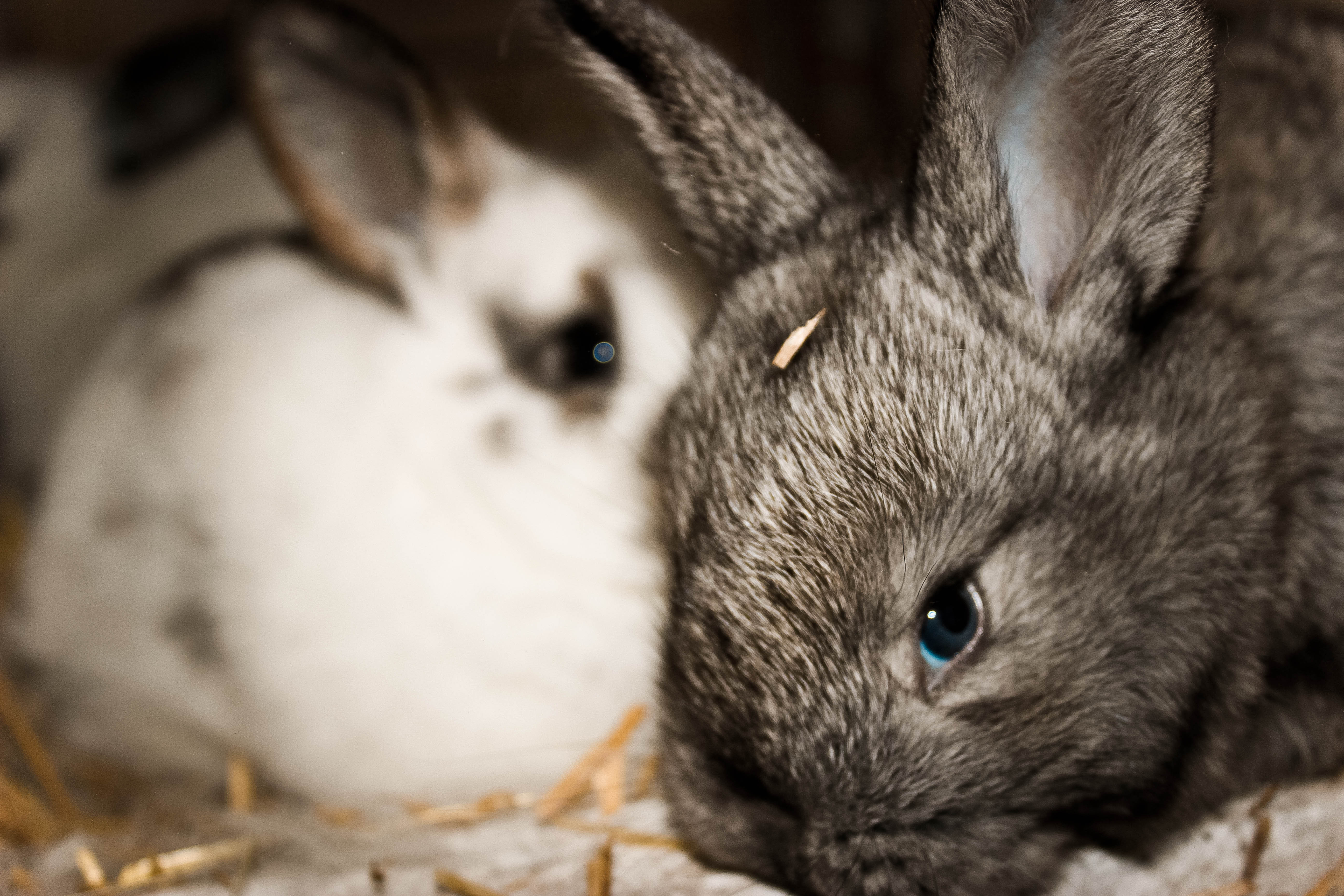 К чему снится кролик серый. Кролик. Кролик картинка. Кролик фото. Крольчата.