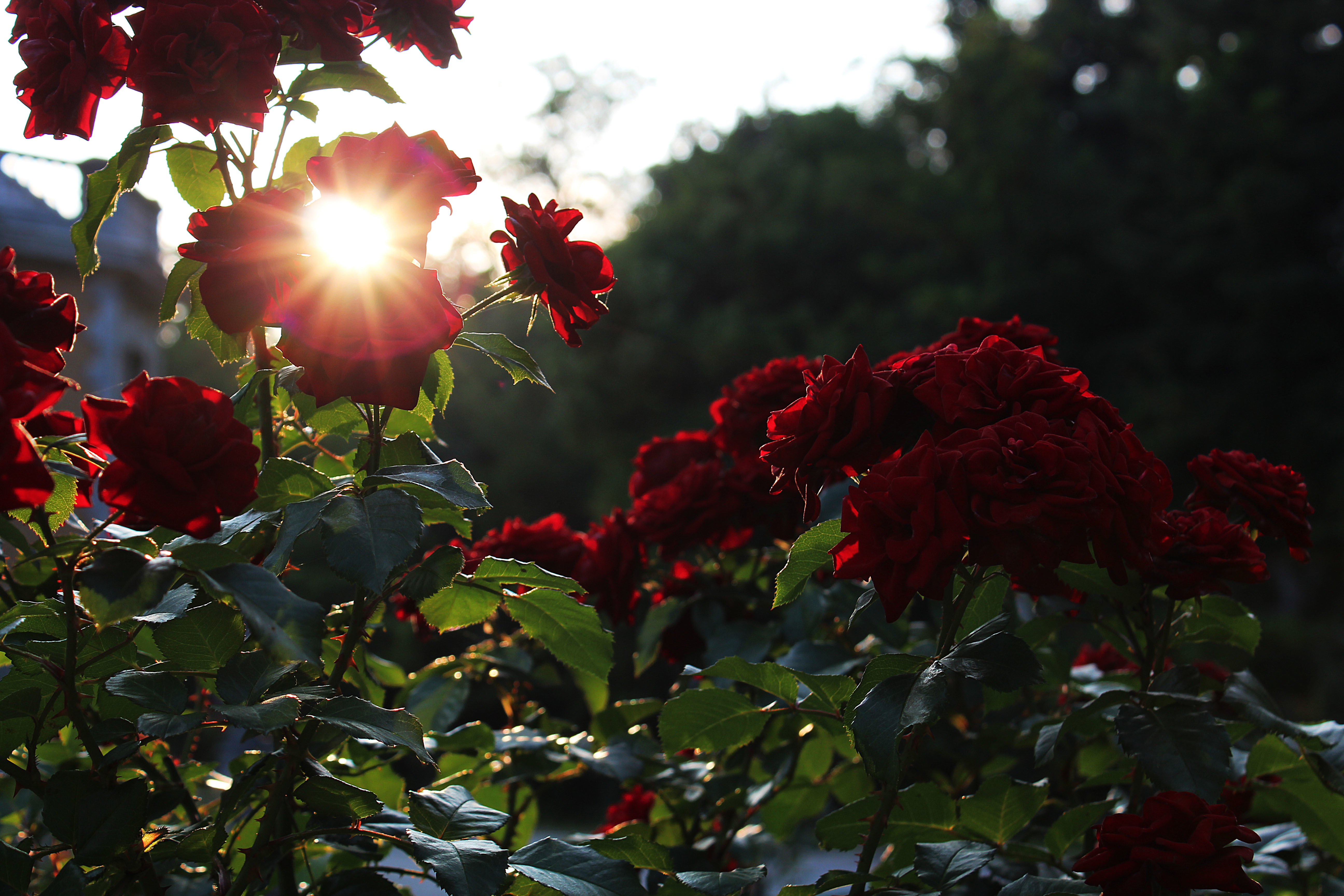 Розы света песня. Куст розы. Розы в саду. Розовый куст. Цветы вечер.