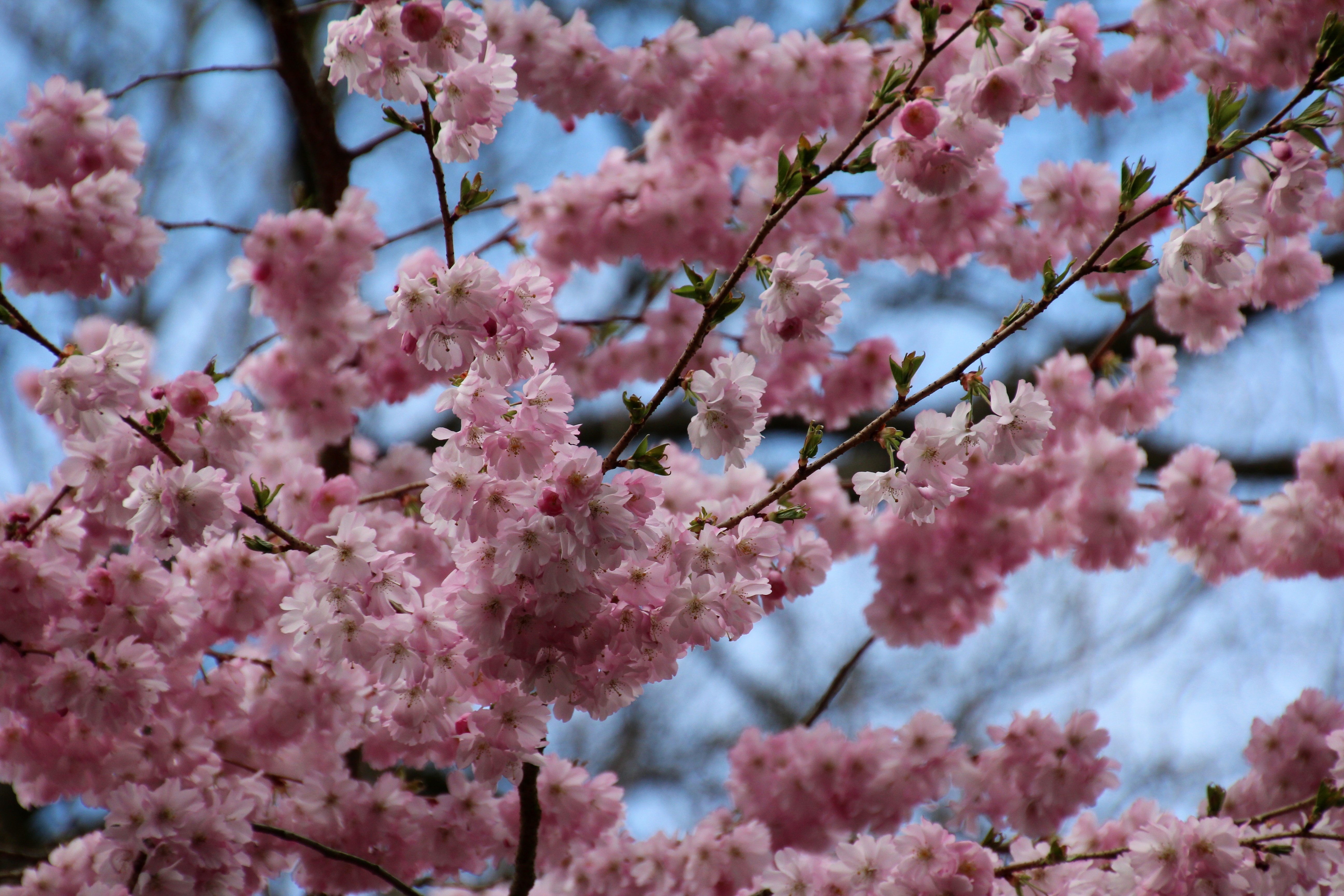 Розовая вишня букв. Черри блоссом. Сакура дерево. Розовое дерево. Китайское дерево с розовыми цветами.