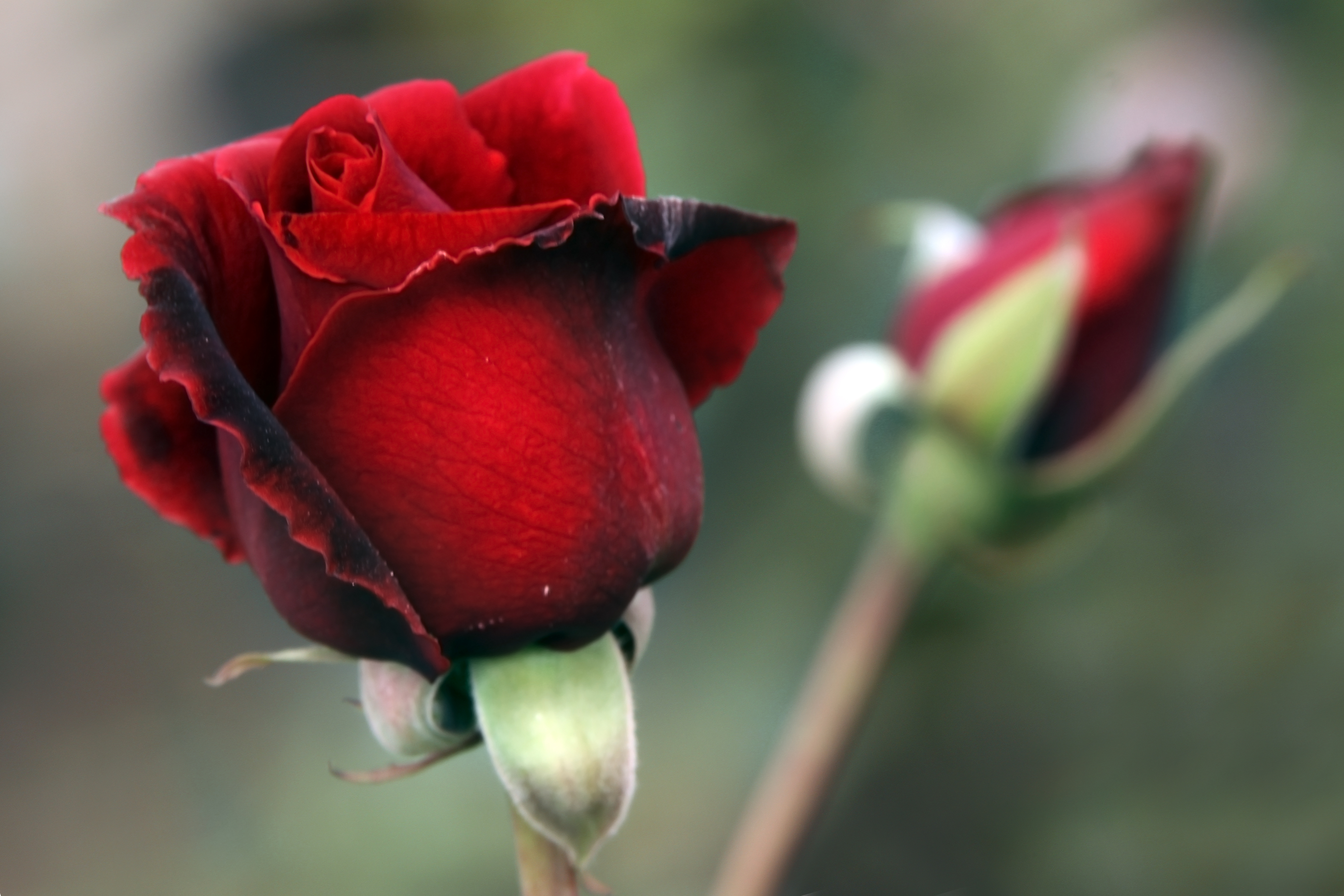 Красивое фото красной розы. Ред ред Роуз.