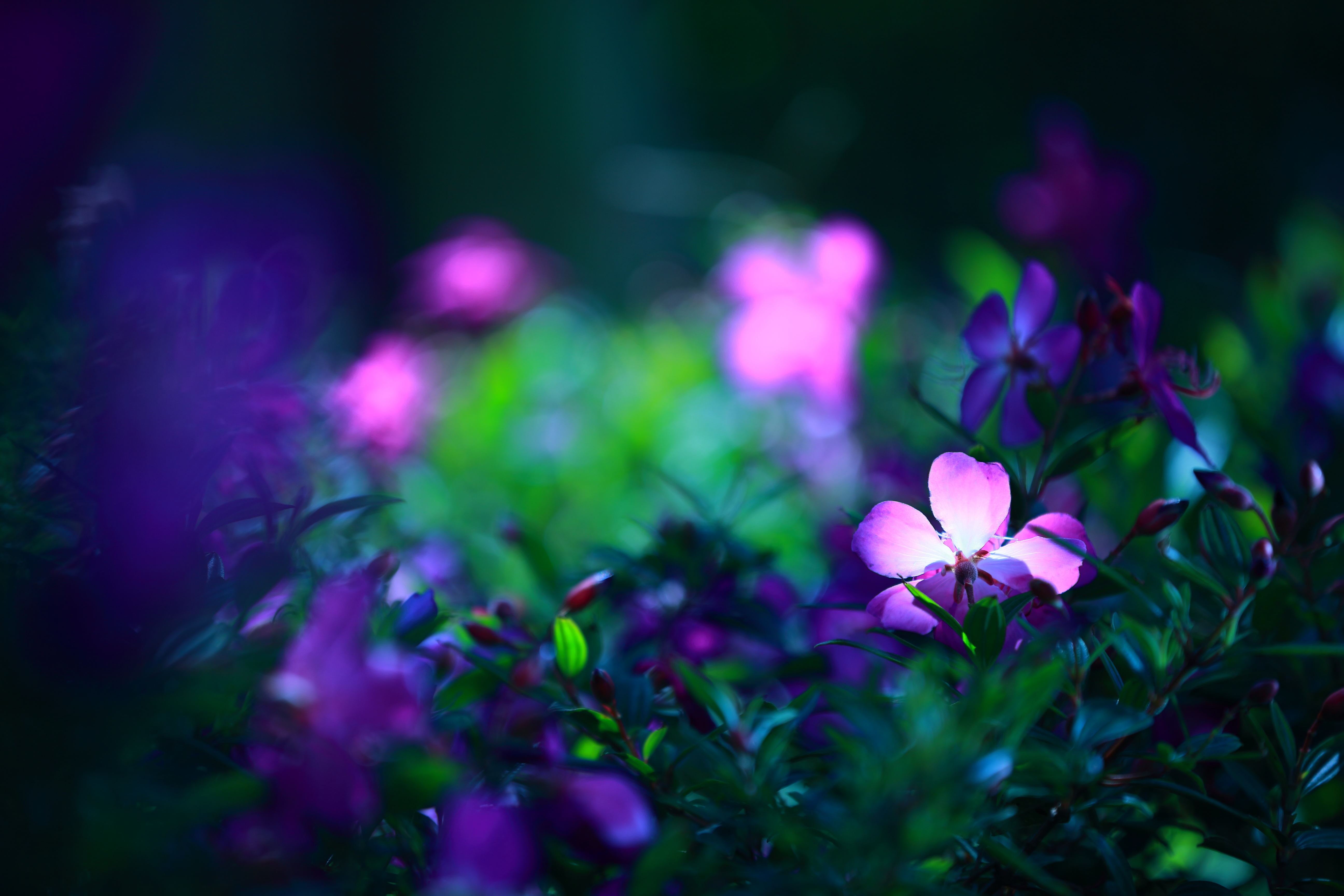 Фиолетово зеленые обои. Сиреневые цветы. Фиолетовые цветы. Фиолетовые цветочки. Сиренево зеленые цветы.
