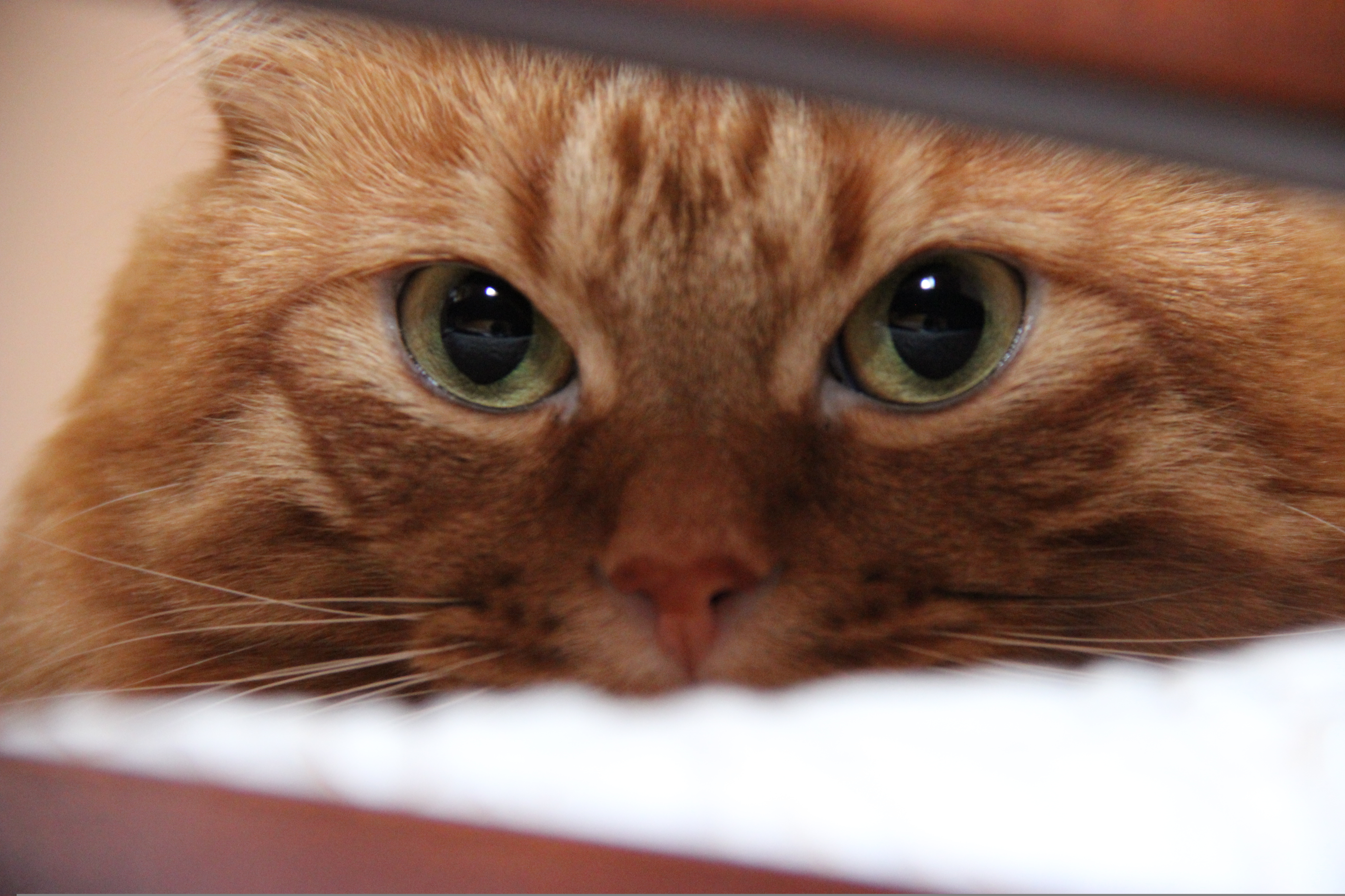 Хитрыми глазками. Рыжий кот. Кошка с карими глазами. Кот с хитрыми глазами. Рыжий кот с карими глазами.