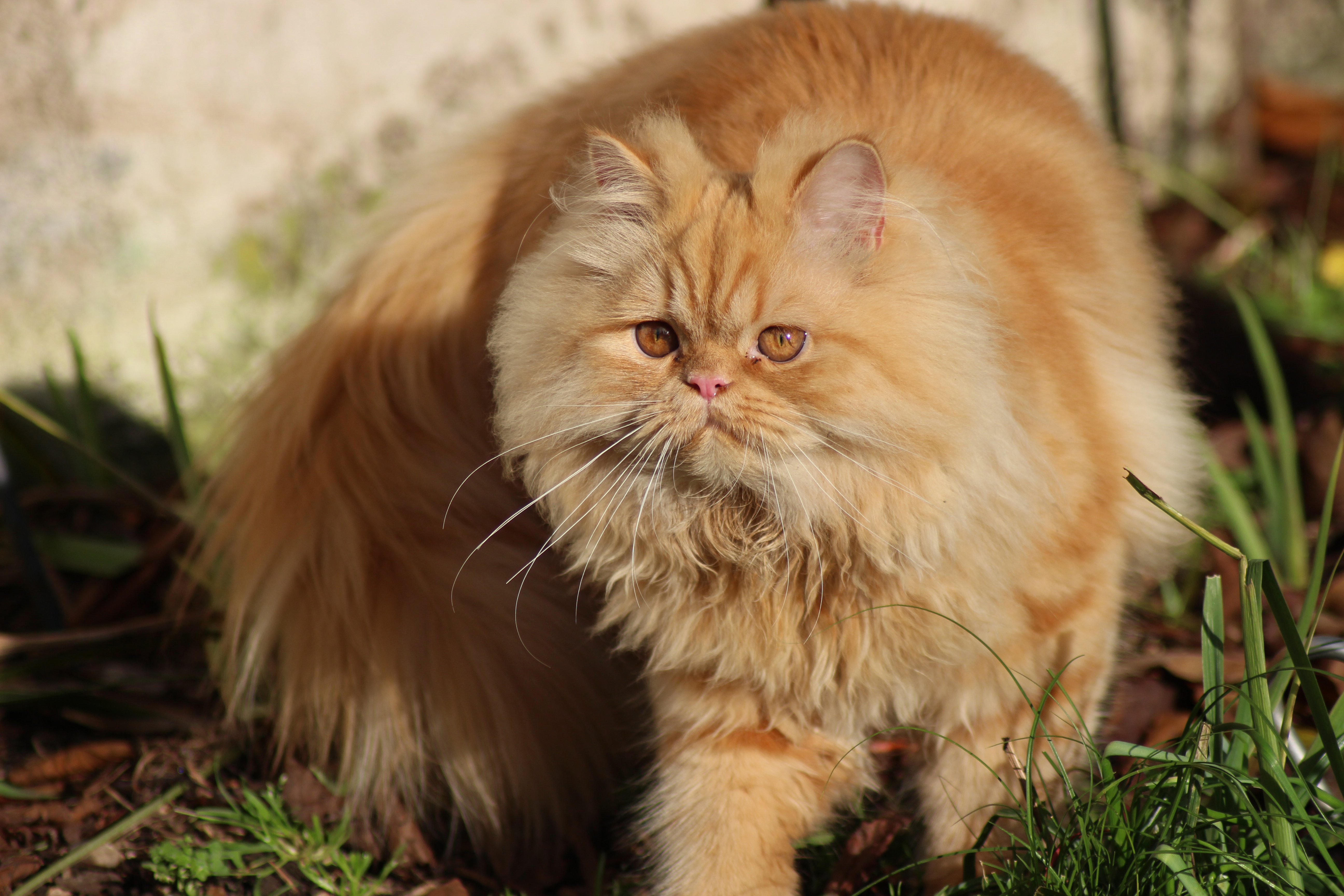 Что такое перс. Длинношёрстная Персидская кошка рыжий. Персидская Сибирская длинношерстная. Британский длинношерстный полуперс. Британская длинношёрстная кошка рыжая.