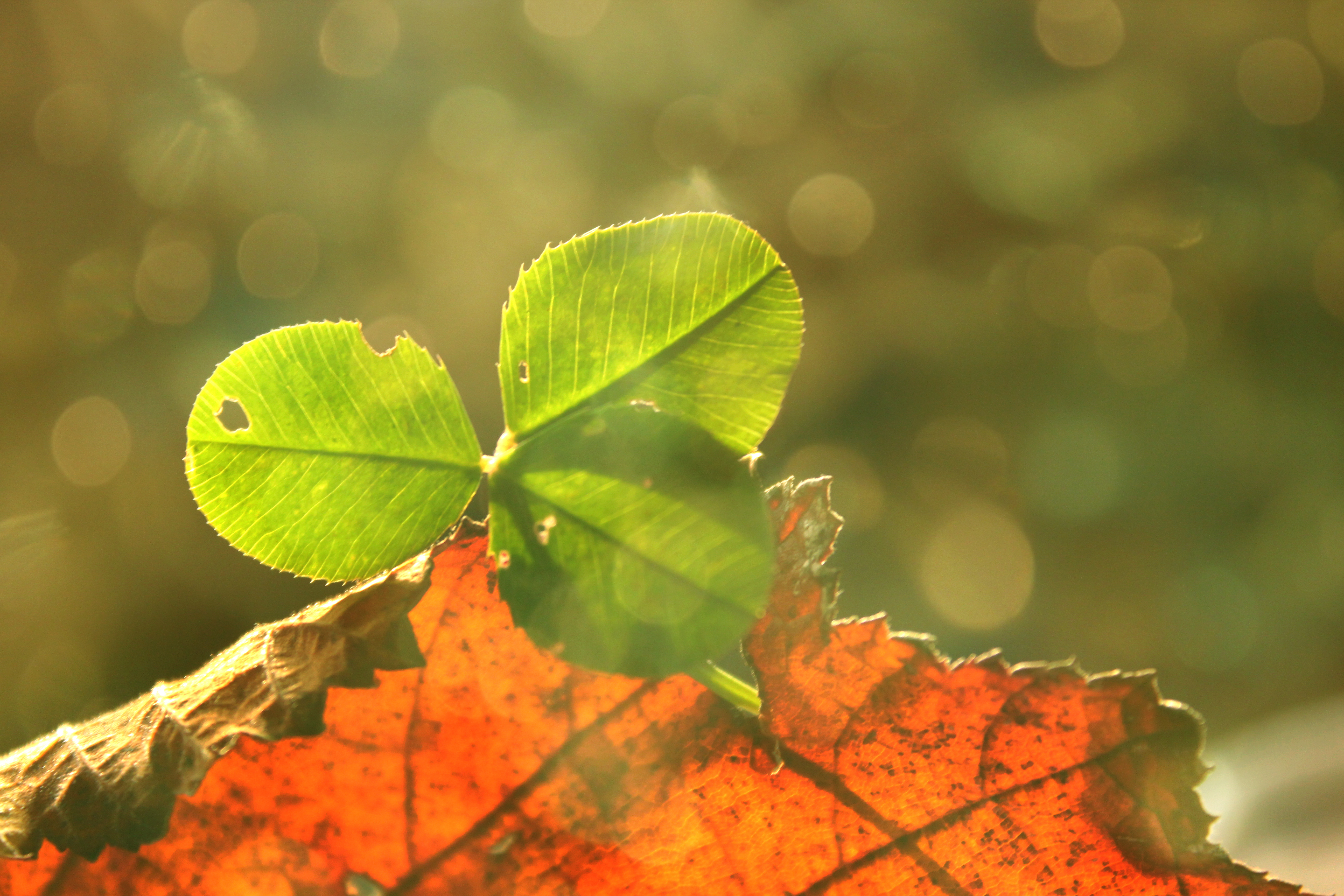 Better leaves. Обои на удачу. Листья клевера макро. На удачу. Обои на рабочий стол Клевер.