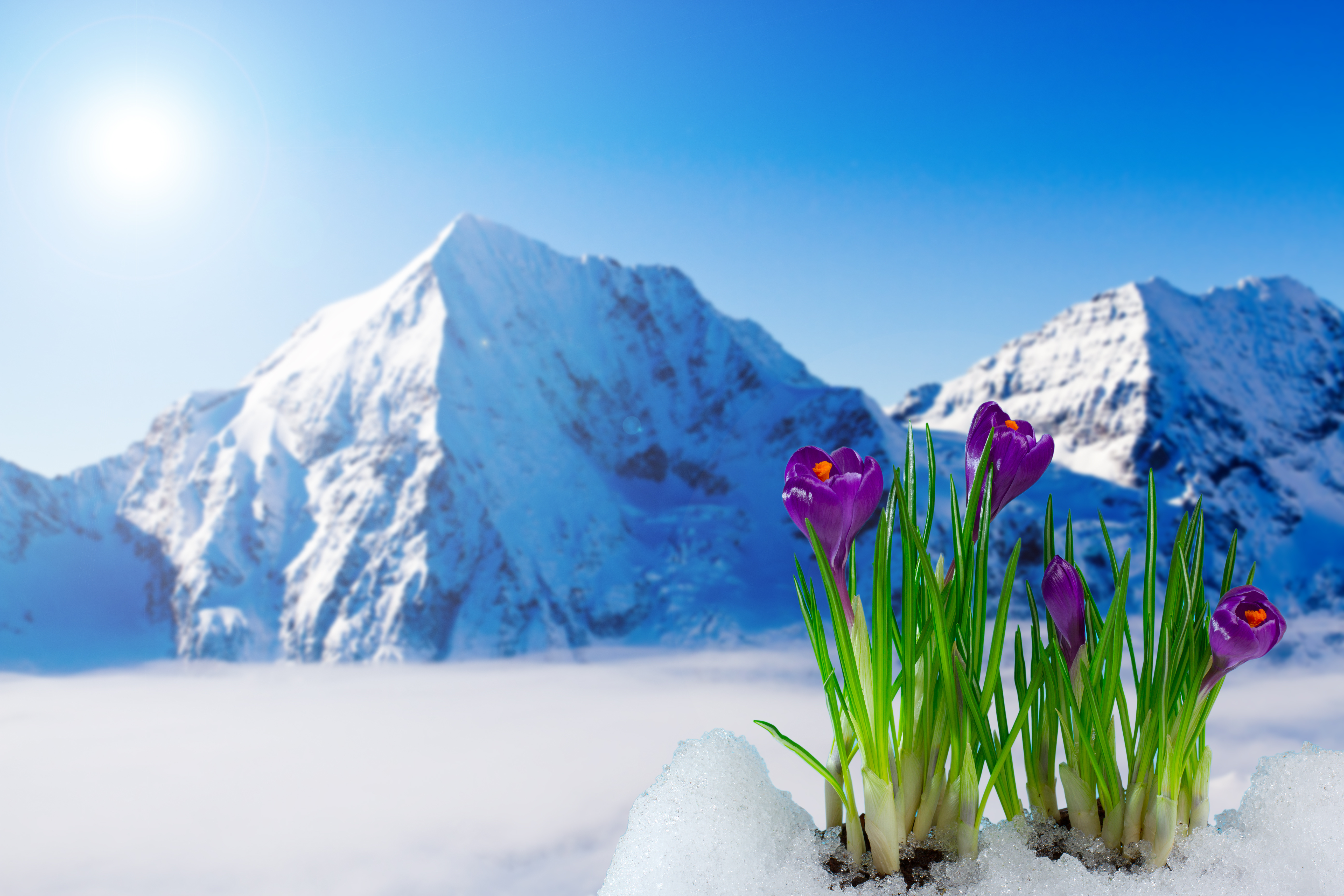 Заставка март природа. Крокус горный цветок Эльбрус. Цветы в снегу. Весенние цветы в горах.