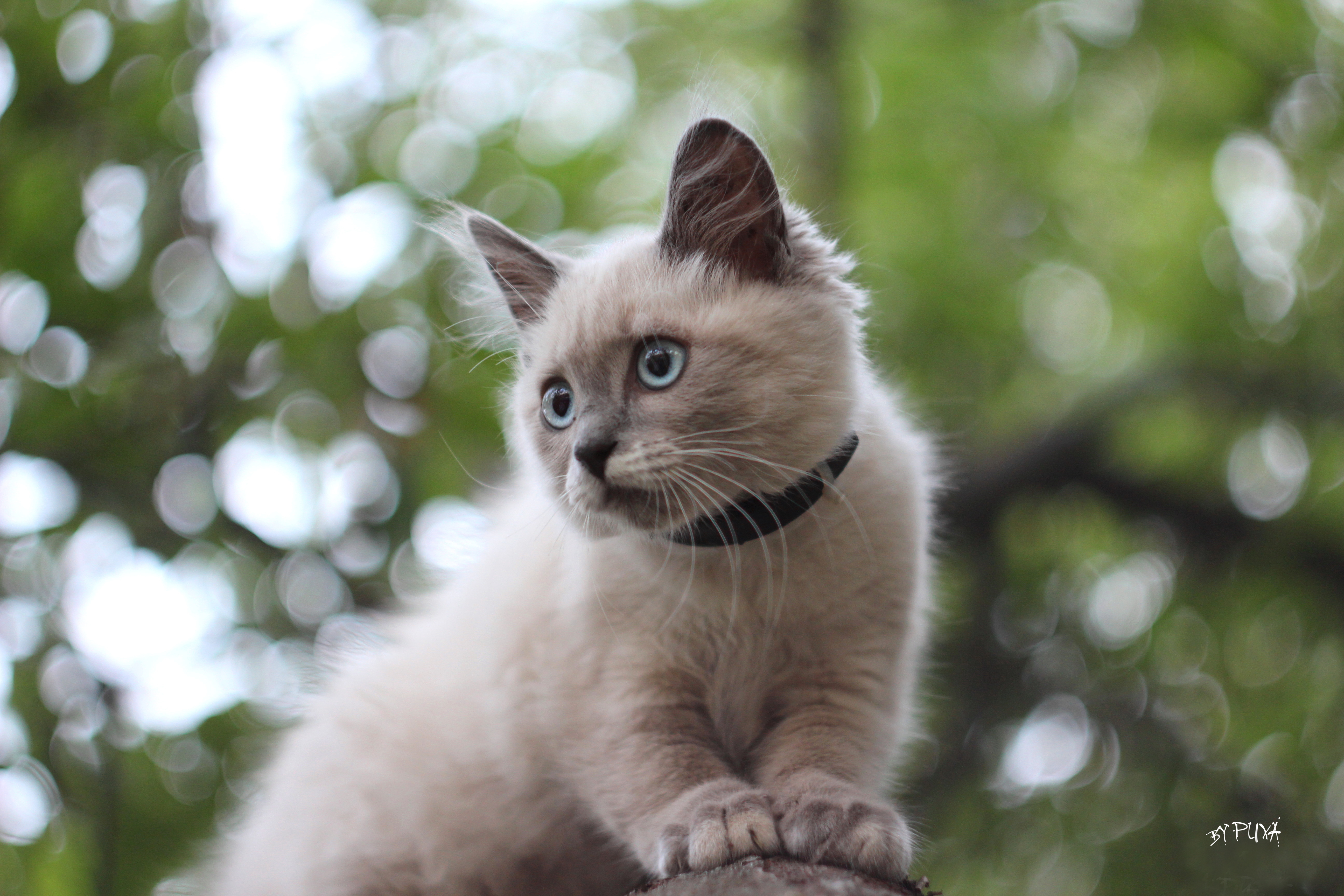 Прекрасная кошечка. Сиамский Сноу-Шу. Сиамская кошка. Красивые кошечки. Красивые котики.