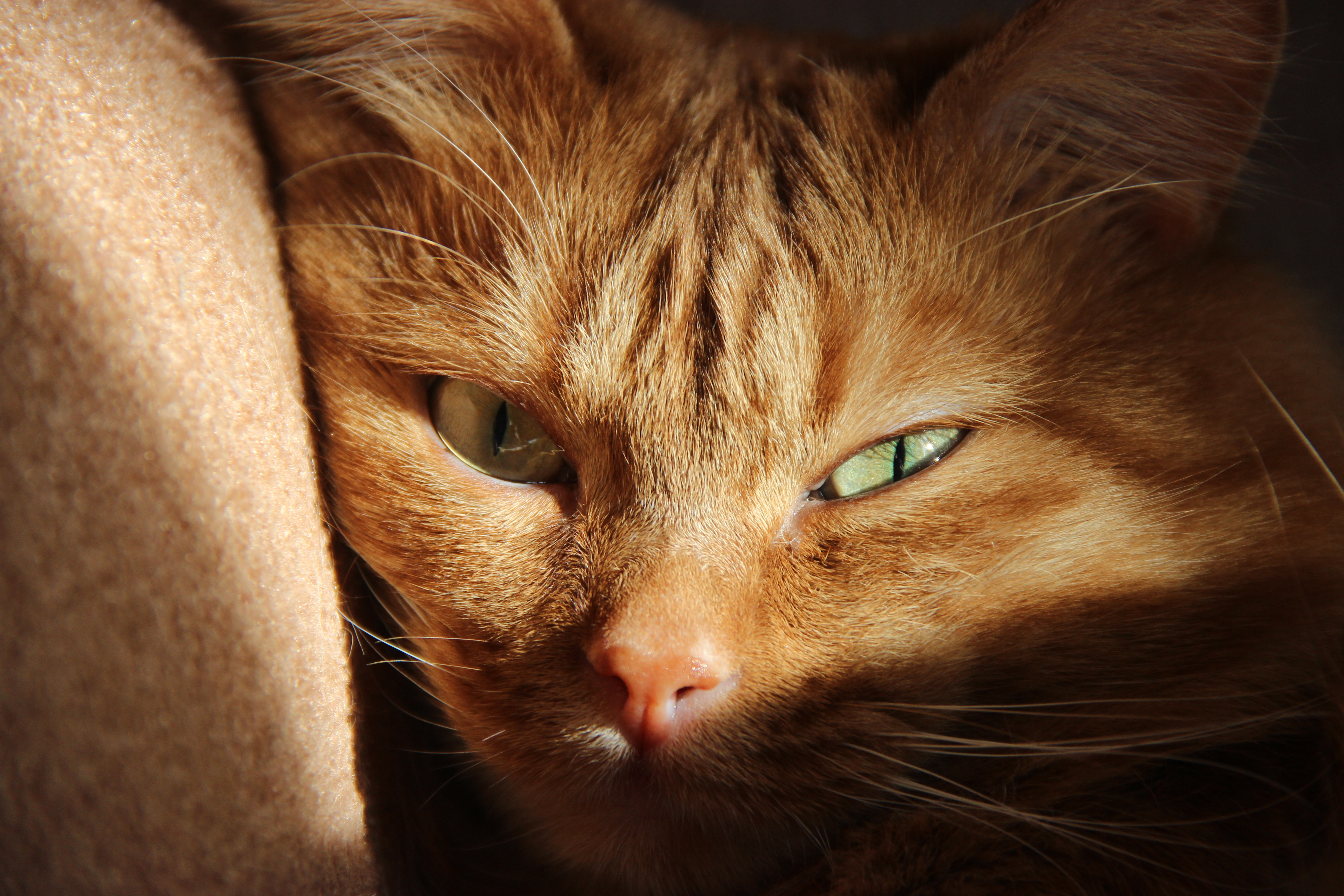Хитрыми глазками. Рыжая кошка. Рыжий кот с зелеными глазами. Рыжий кот с карими глазами. Рыжая кошка с зелеными глазами.