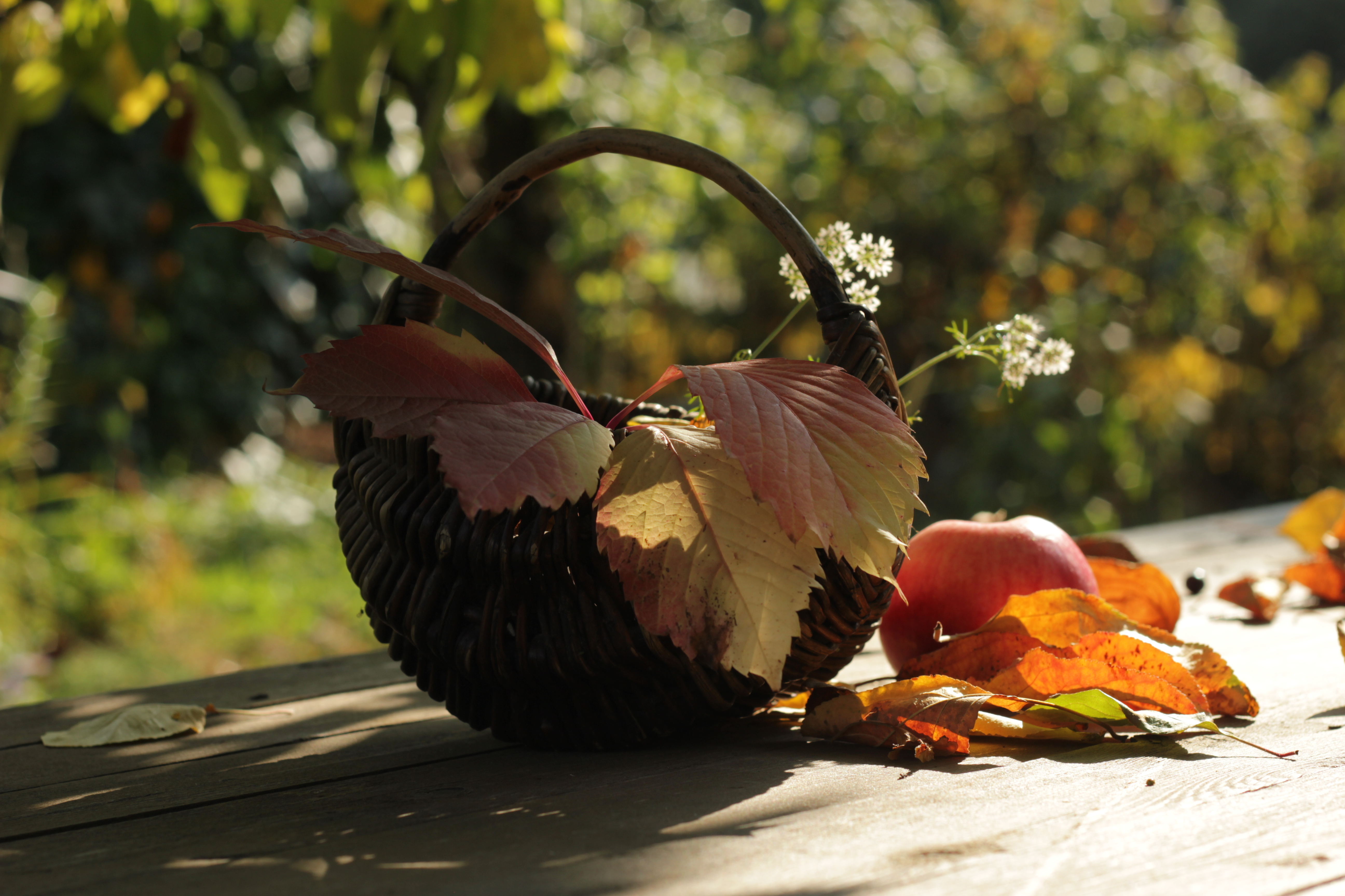 Осенние цветы листья. Осень. Осеннее Вдохновение. Осень в саду. Растения осенью.