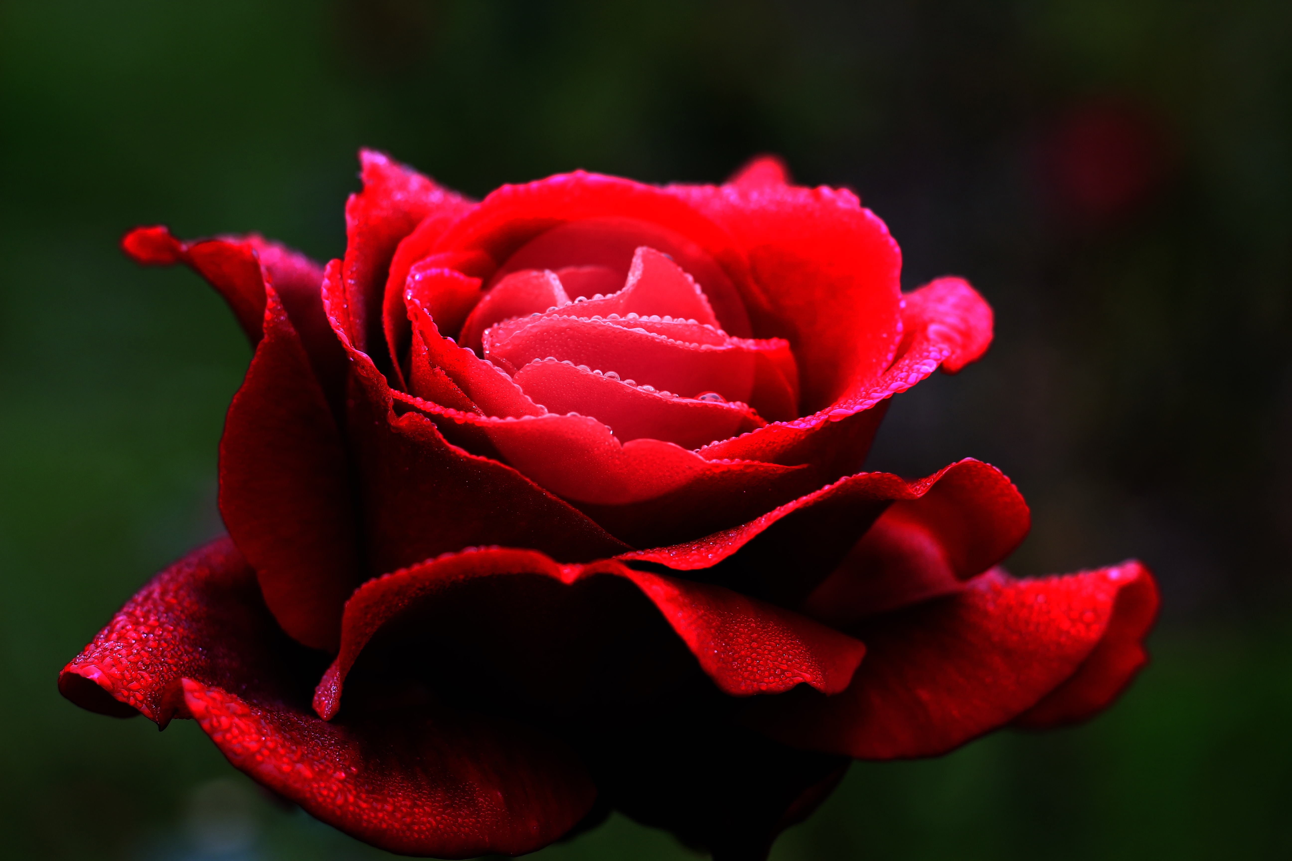 Красивое фото красной розы. Красные розы. Цветы розы красные. Красные розы фото.