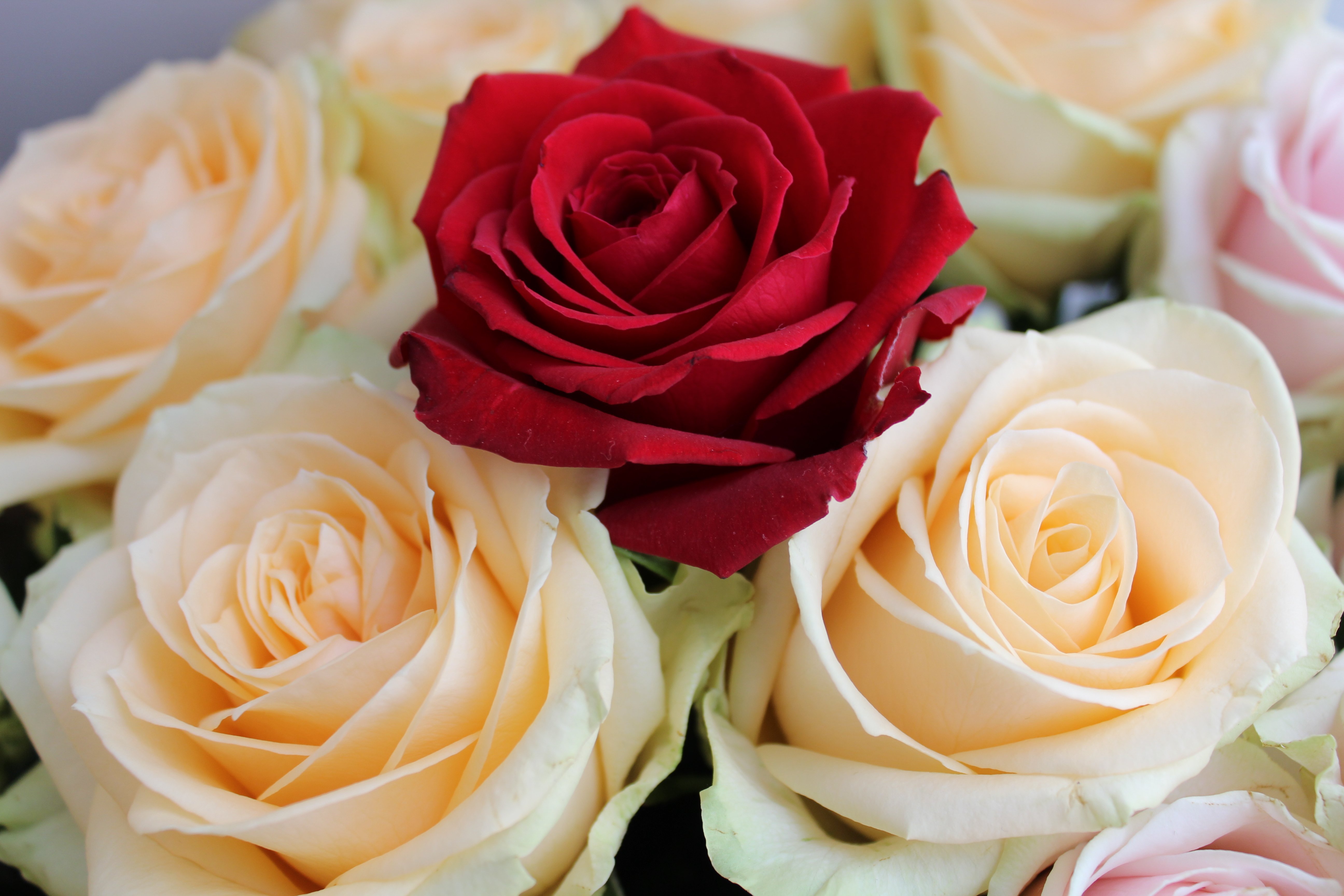 Цветы розы фото. Роза Лабель. Роза Иванхое. Роза Анри Сальвадор. Прекрасные розы.