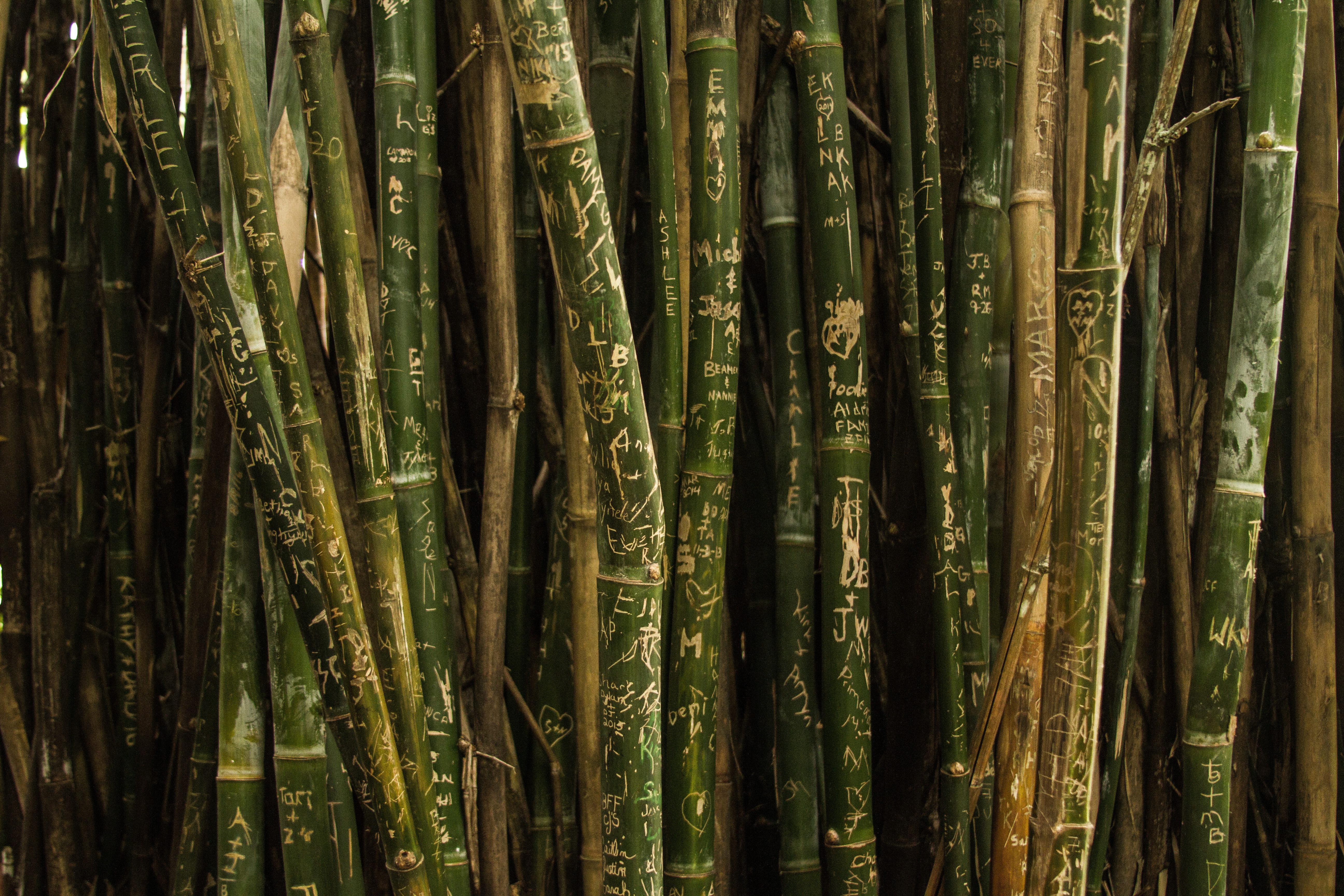 Обои зелено коричневые. Японский бамбук Мадаке. Бамбук arundinacea. Бамбук тростниковый. Мексиканский Плакучий бамбук.