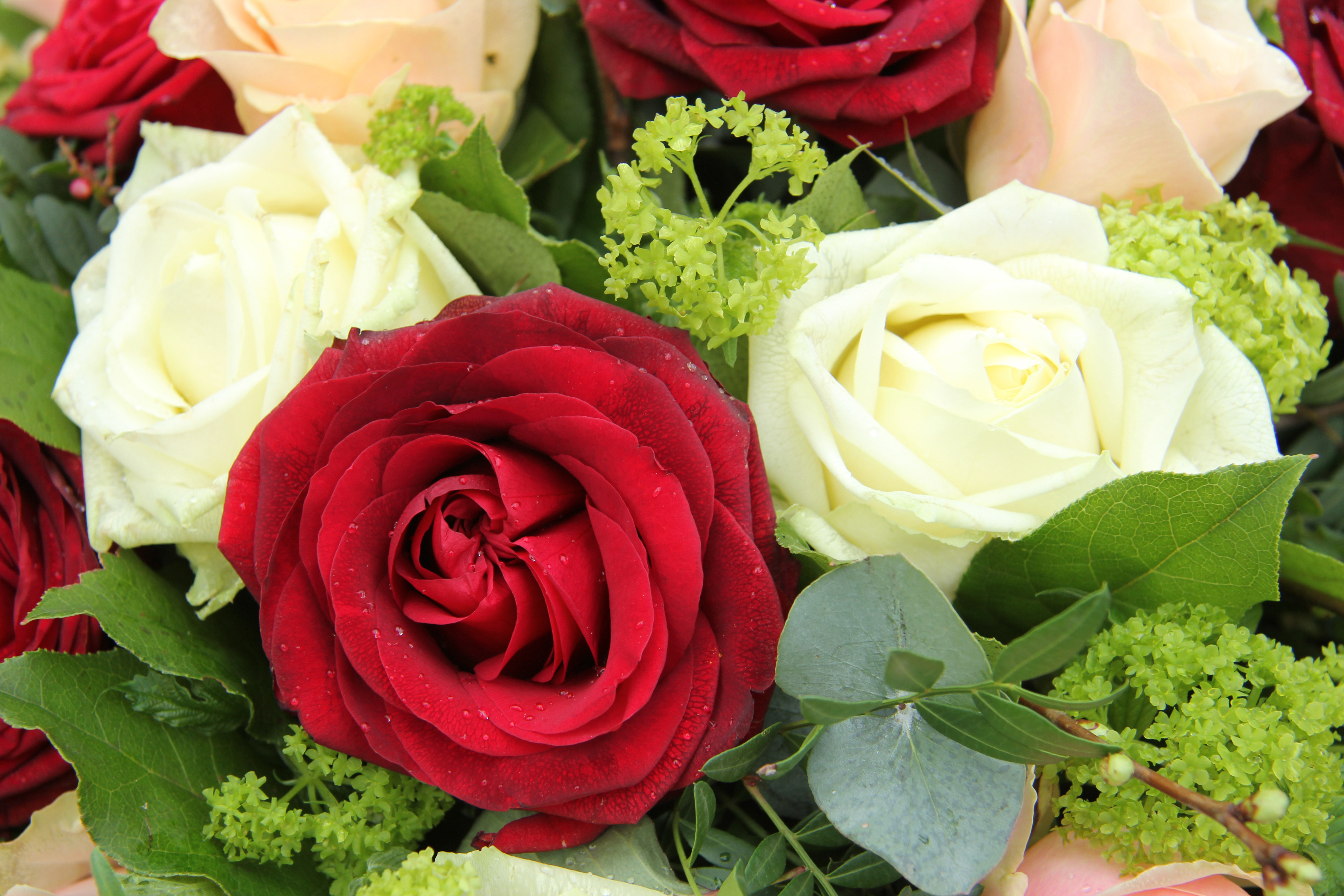 Симпатичный цветок. Шикарные цветы. Цветы розы. Шикарный букет цветов. Роскошные розы.