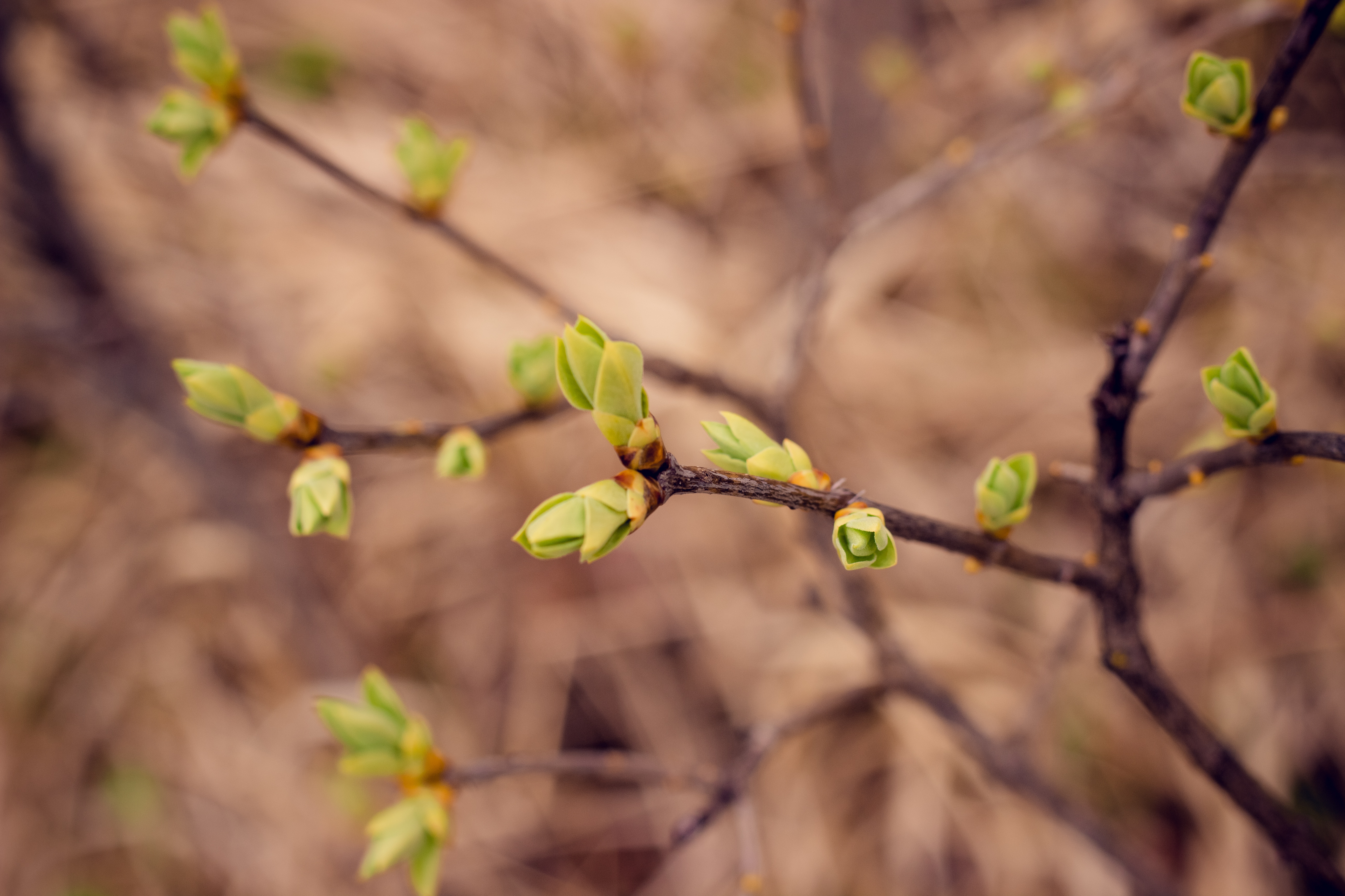 Из почек березы ранней весной. Липа распускание почек. Апрель распускаются почки. Первые листочки на деревьях.