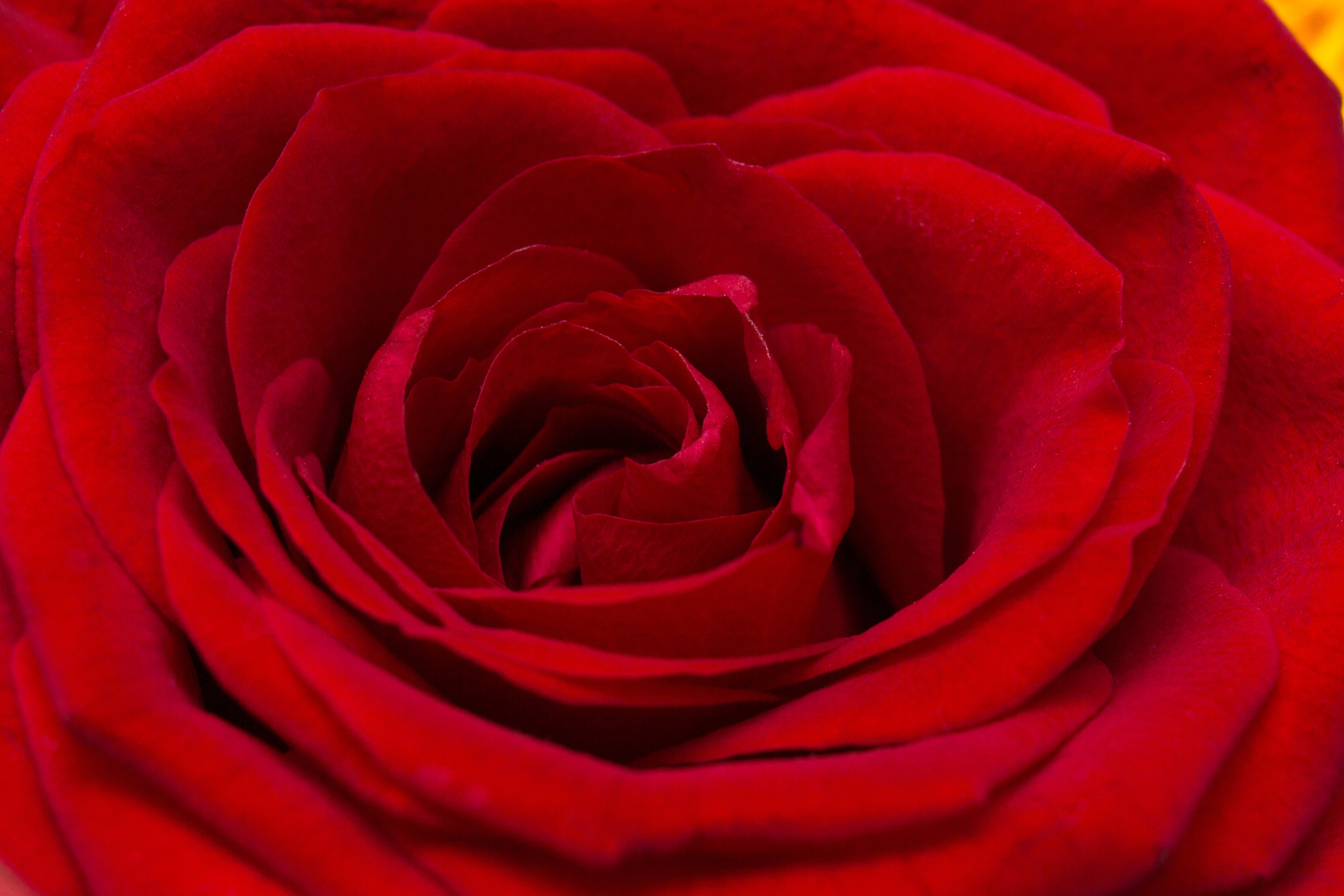 Красный действующий. Красный цвет. Розы. Красный цветок. Роза бордовая.