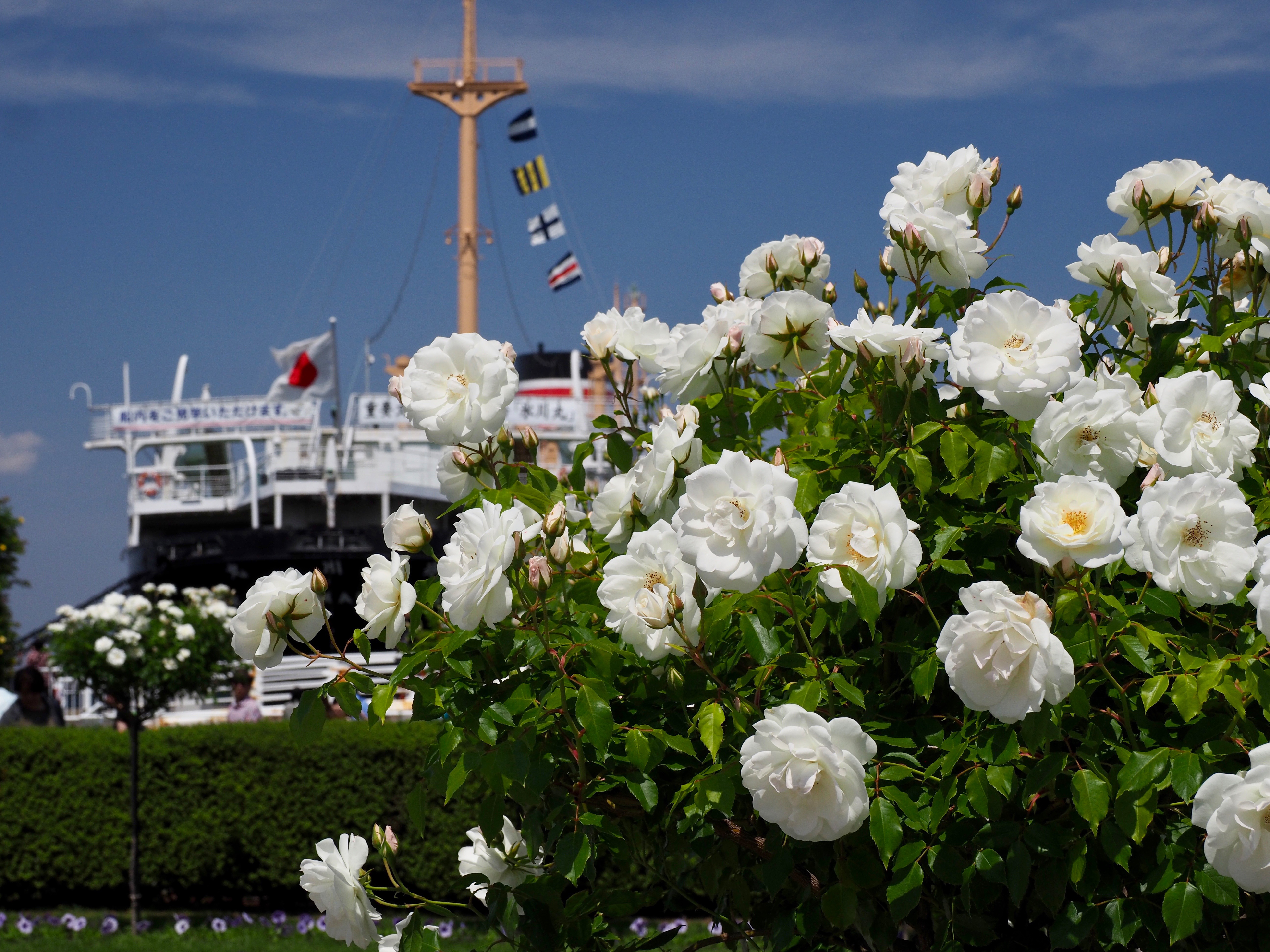 Цветы на береговой ростов. Цветы и море. Куст белых роз. Море белых роз.