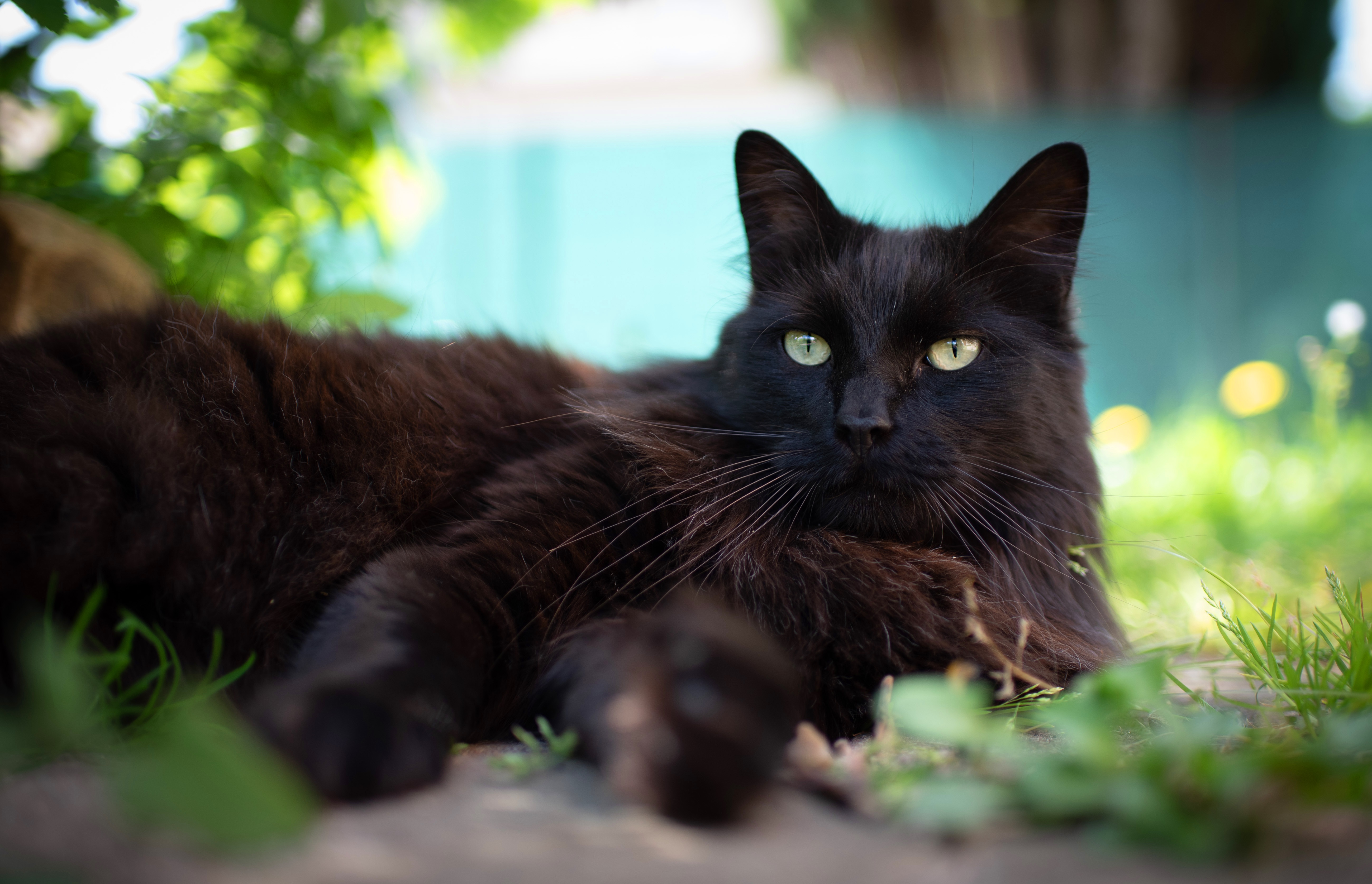 Черная кошка россия. Черная пушистая кошка. Чёрный кот. Кот пушистый чёрный. Черный кот лежит.