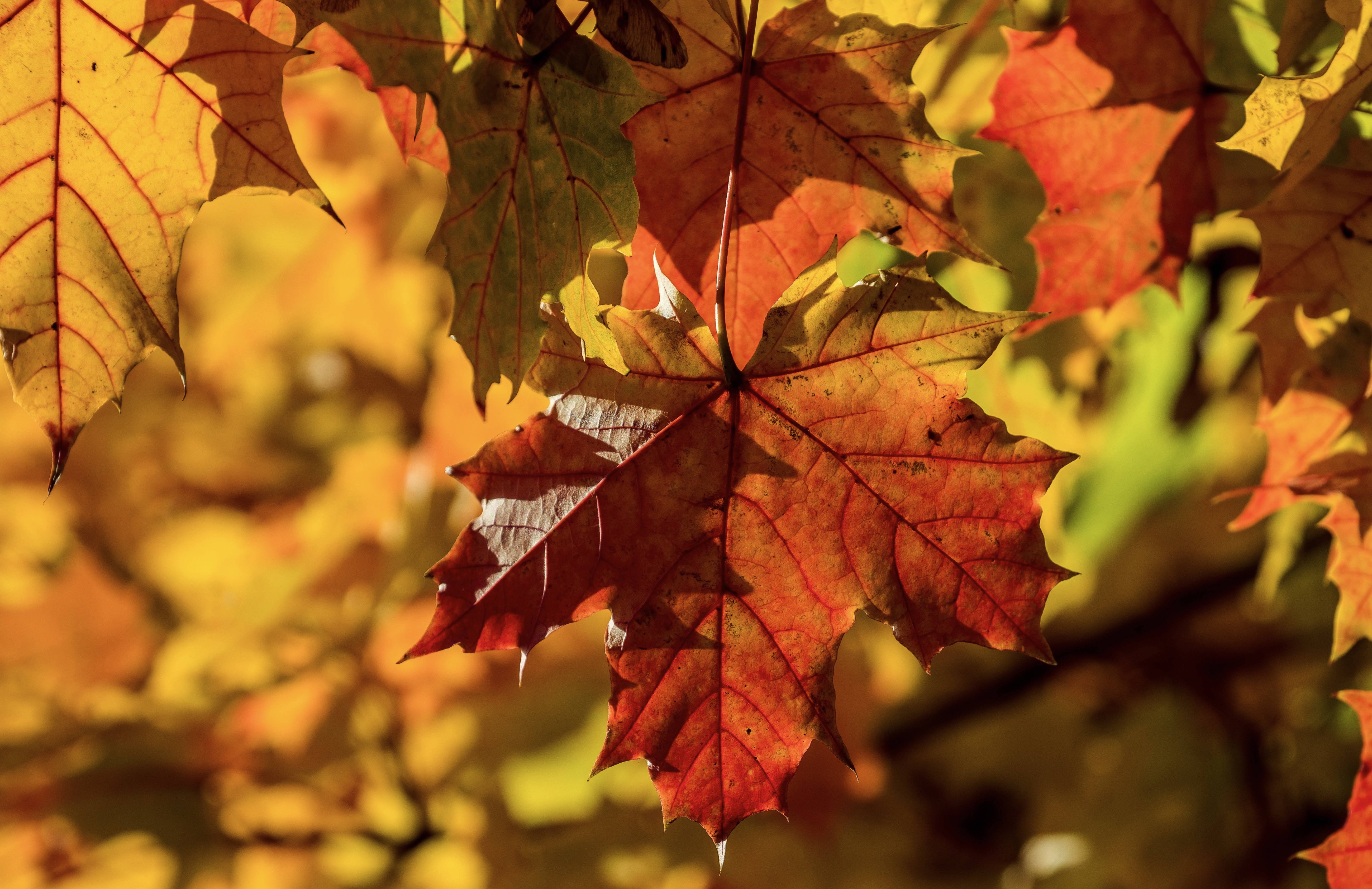 Цвет листа клена осенью. Осенние листья. Кленовый лист. Осенние листочки. Осень клен.