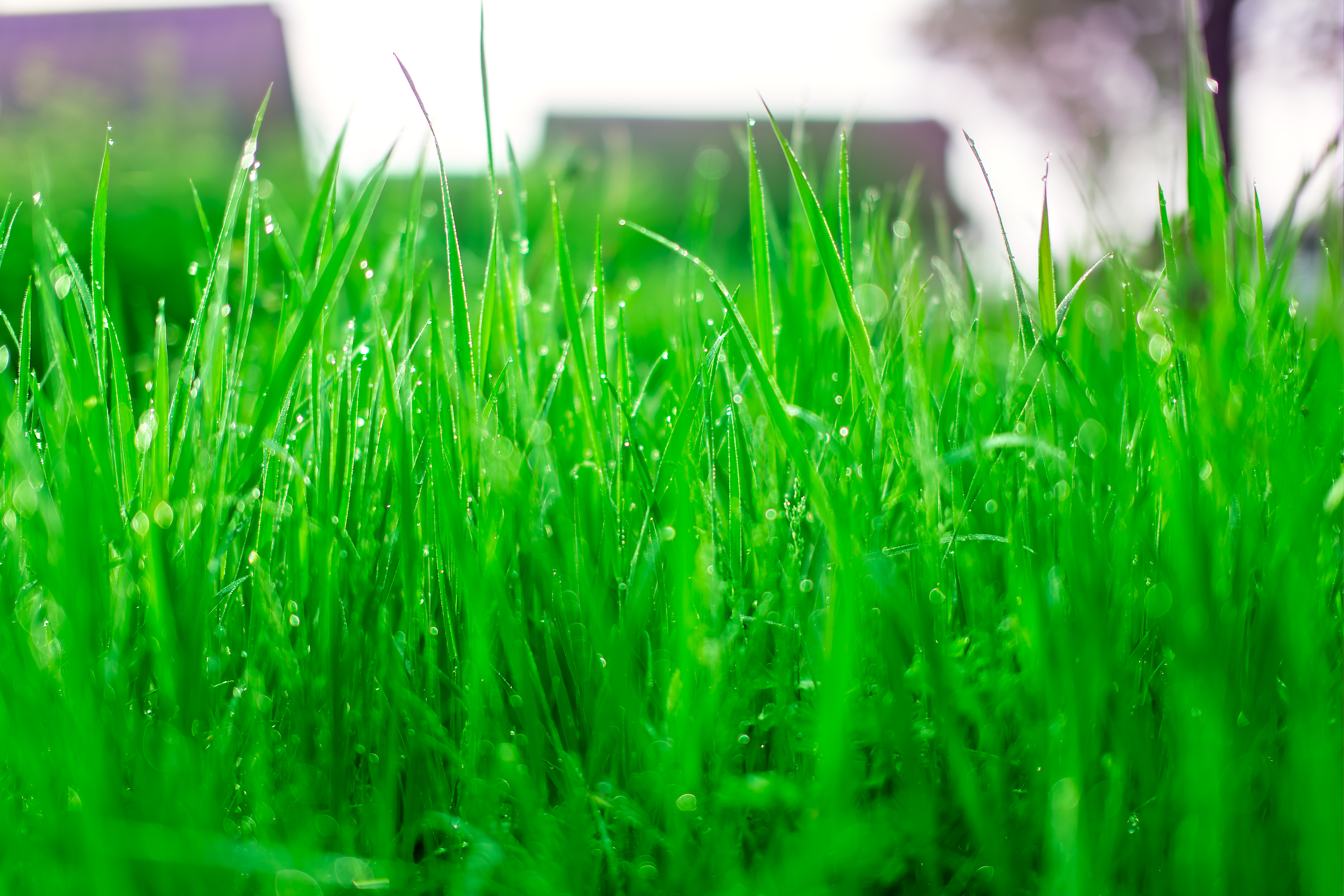 Покажите зелень. Полевица побегоносная для газона. Зеленая трава. Сочная зелень. Молодая зеленая травка.
